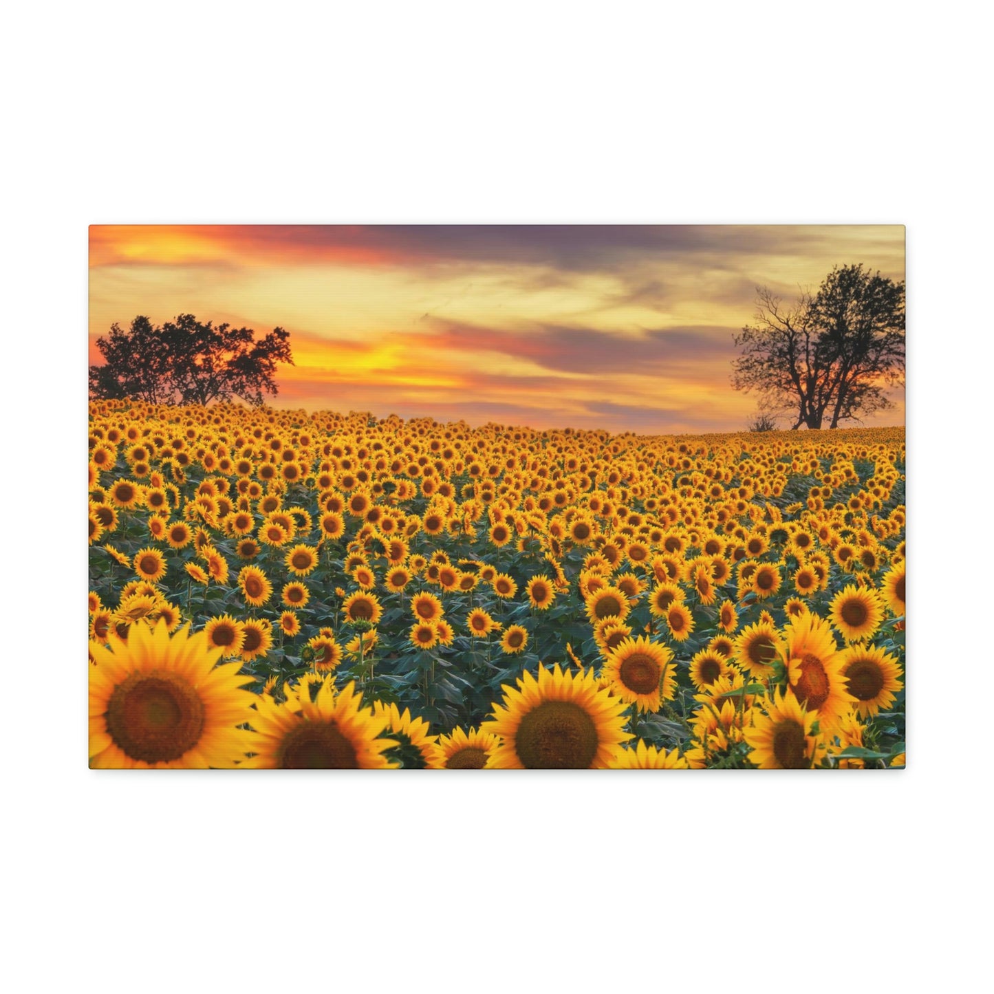 Sunflower Sunset