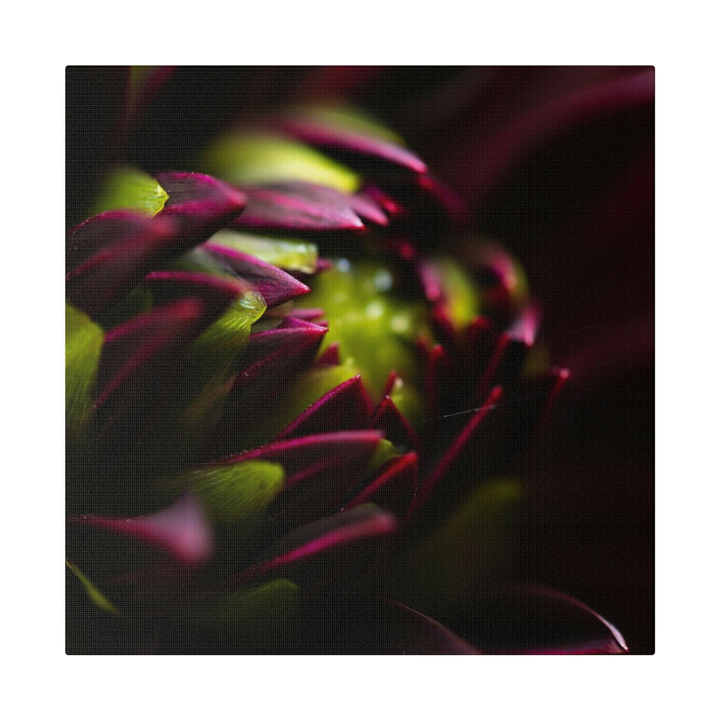 Purple Dahlia on Matte Canvas, Stretched, 0.75"