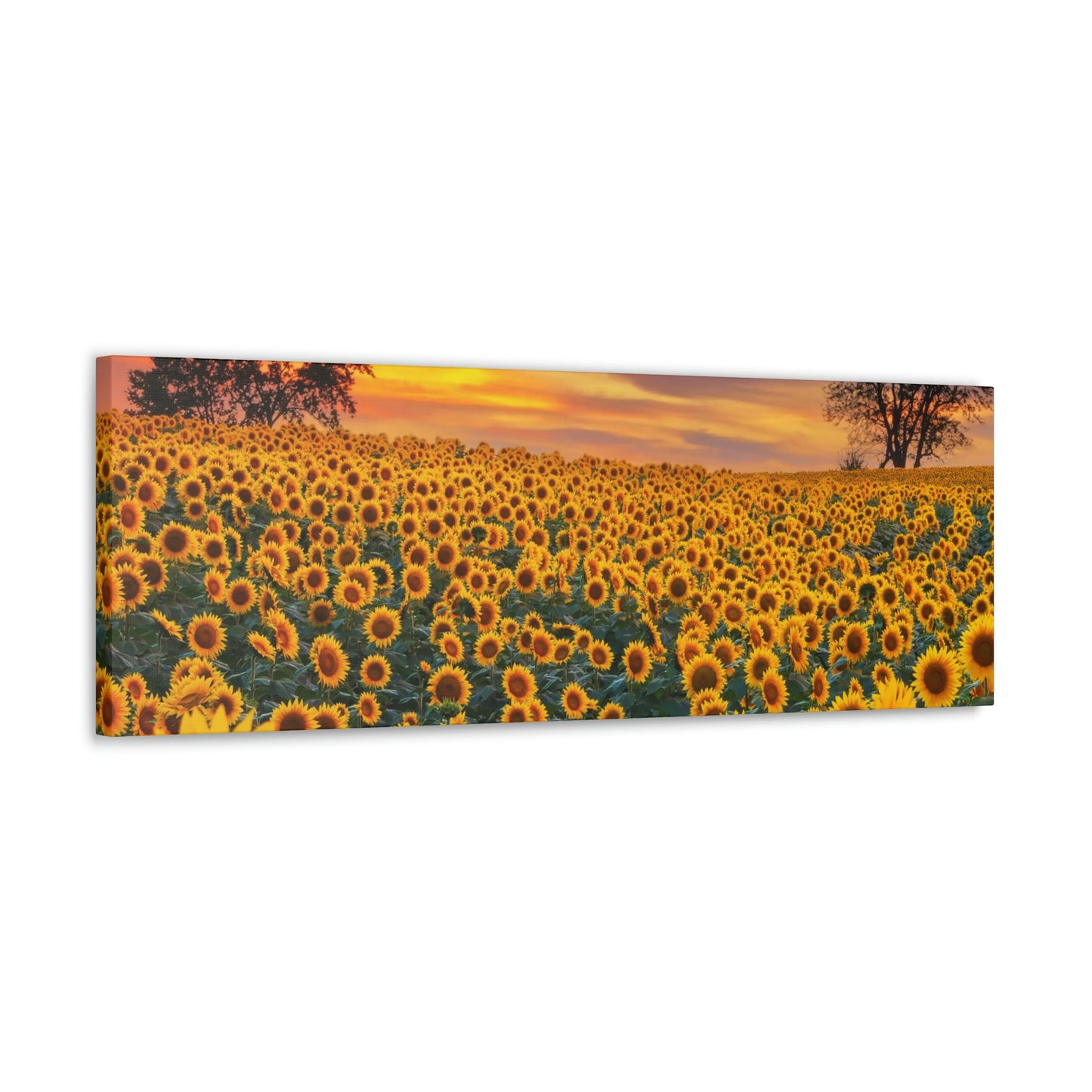 Sunflower Sunset