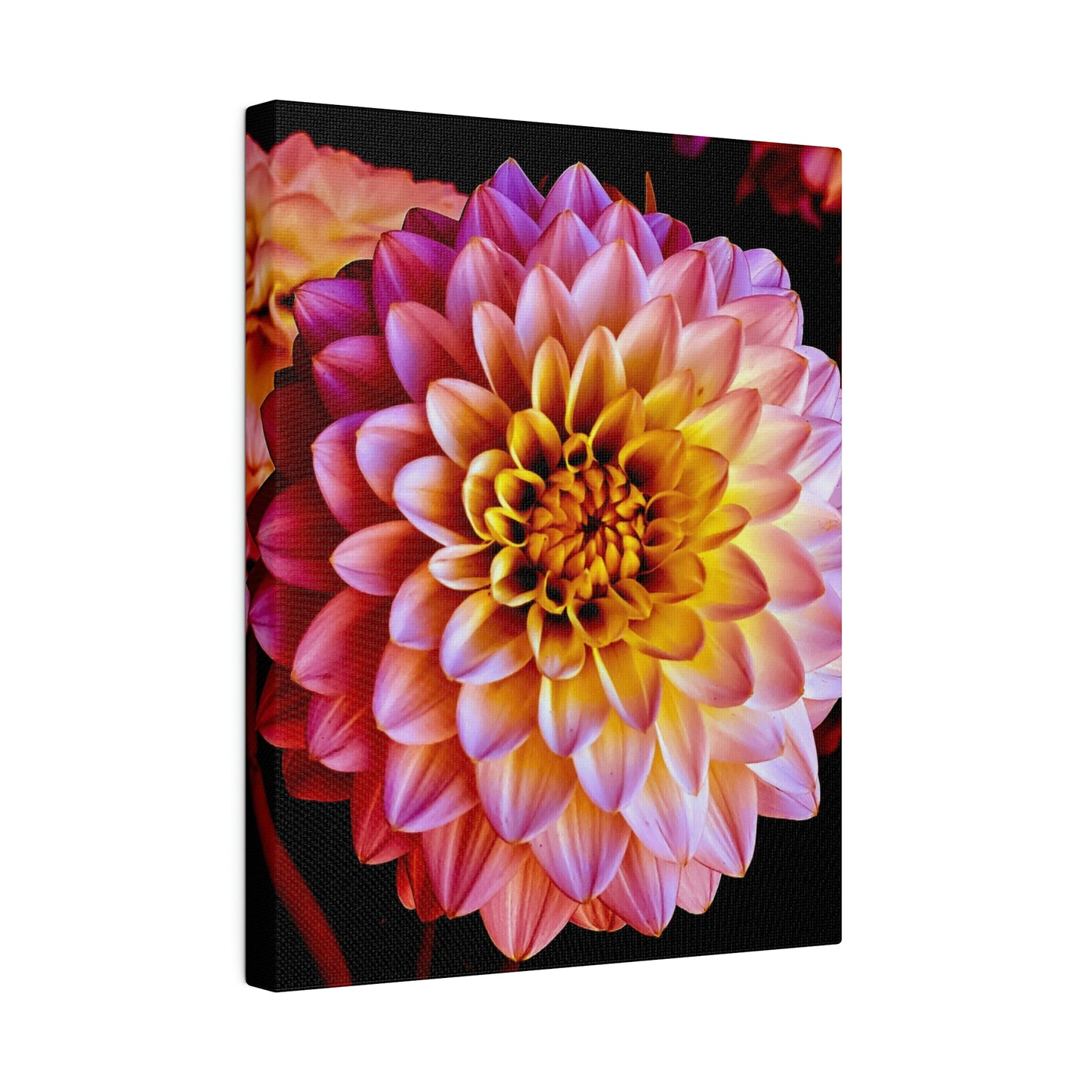 Colorful Dahlia on Matte Canvas, Stretched, 0.75"