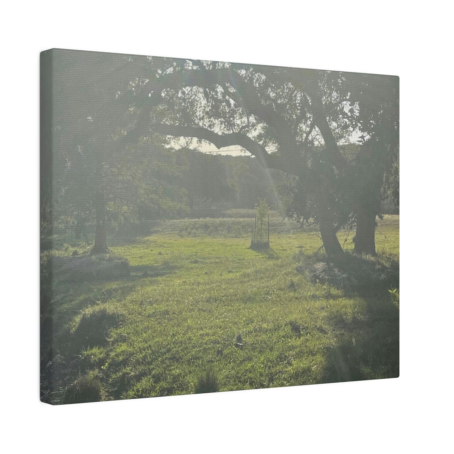 Hill Country Paradise on Matte Canvas, Stretched, 0.75"