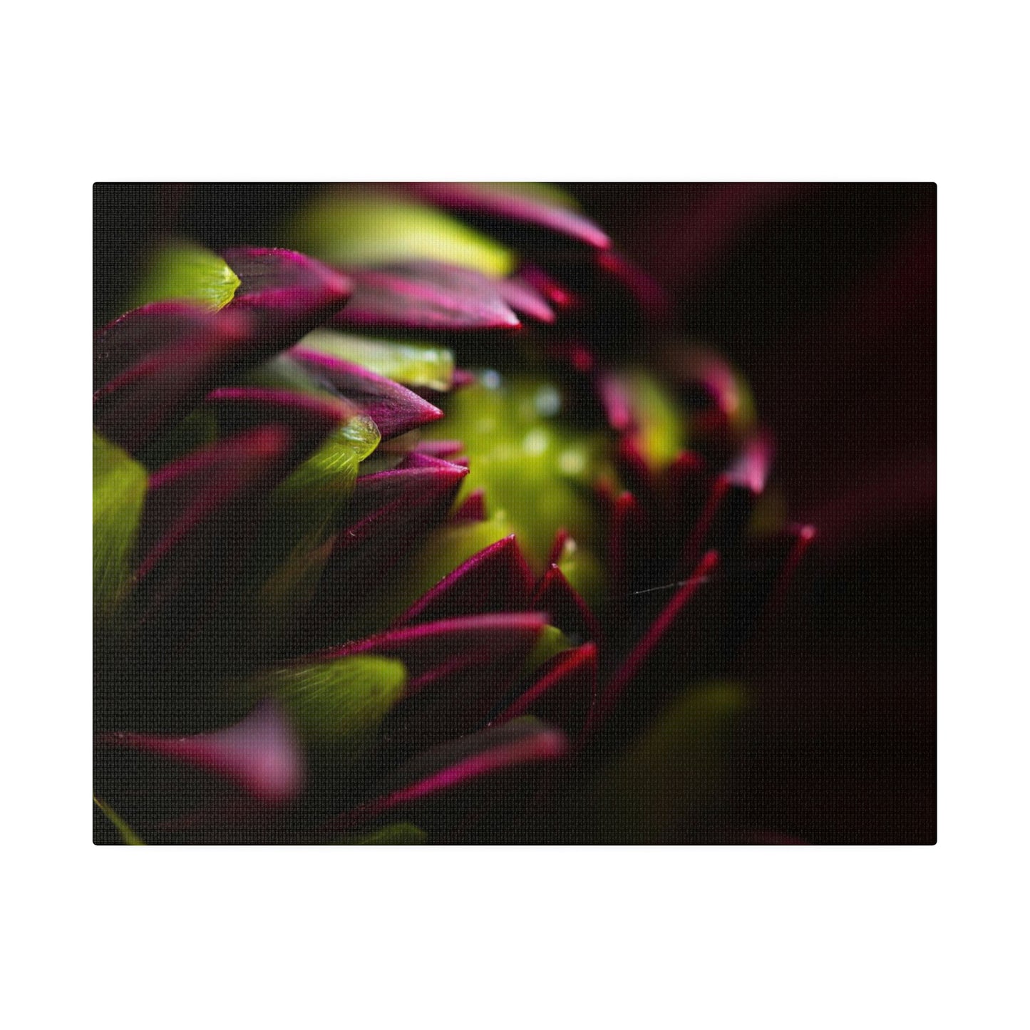 Purple Dahlia on Matte Canvas, Stretched, 0.75"