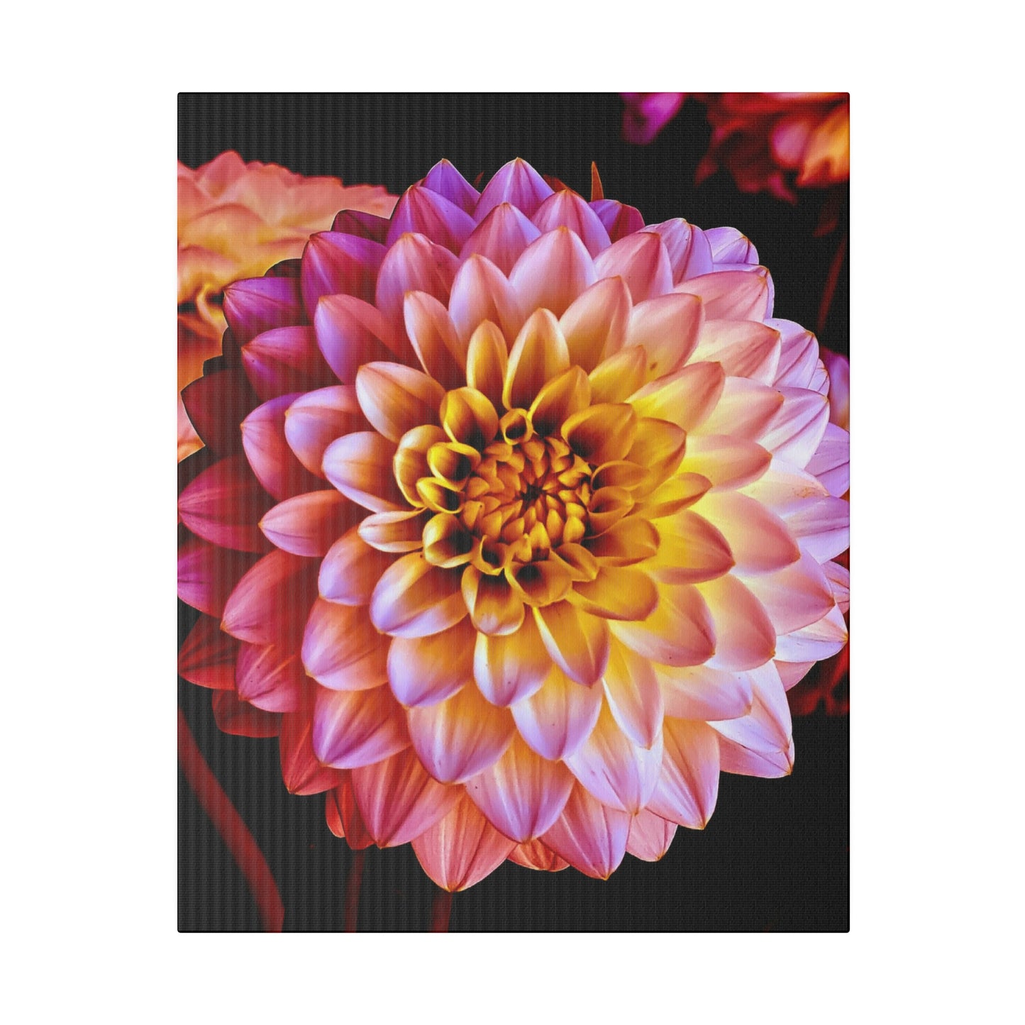 Colorful Dahlia on Matte Canvas, Stretched, 0.75"