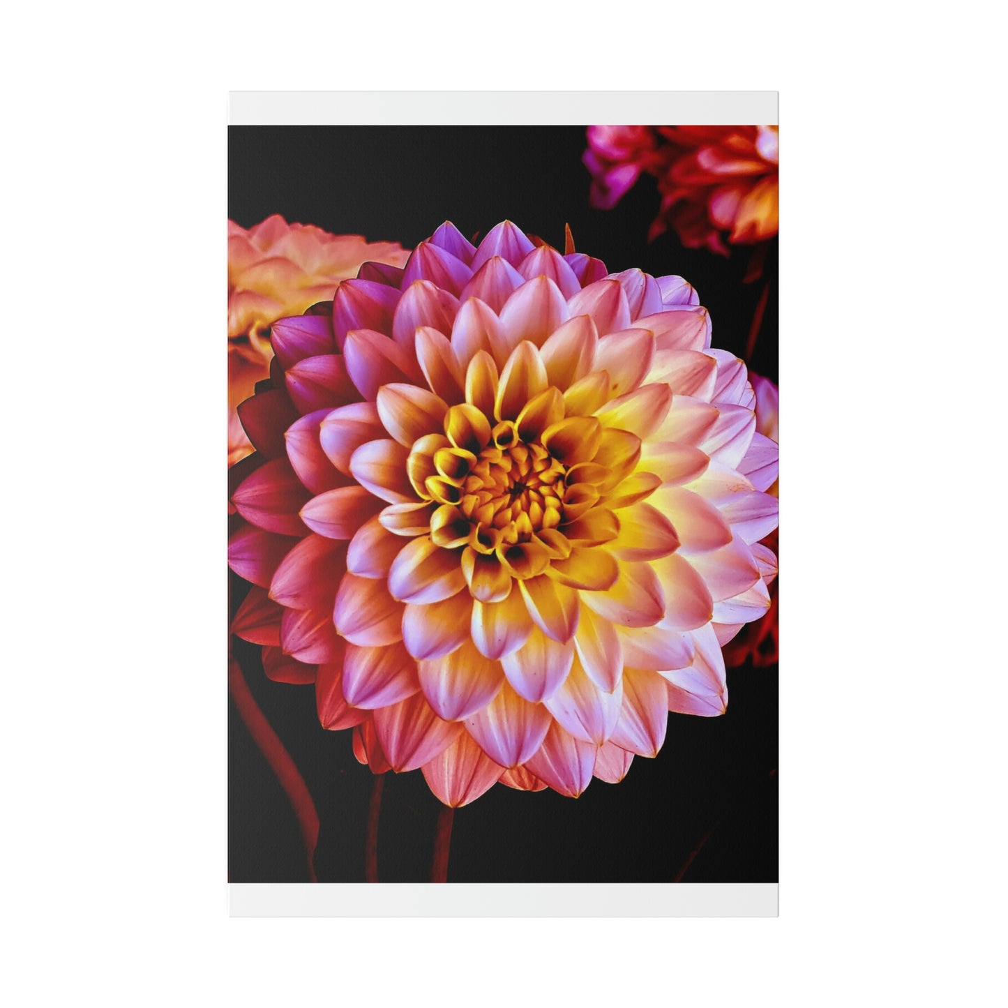 Colorful Dahlia on Matte Canvas, Stretched, 0.75"