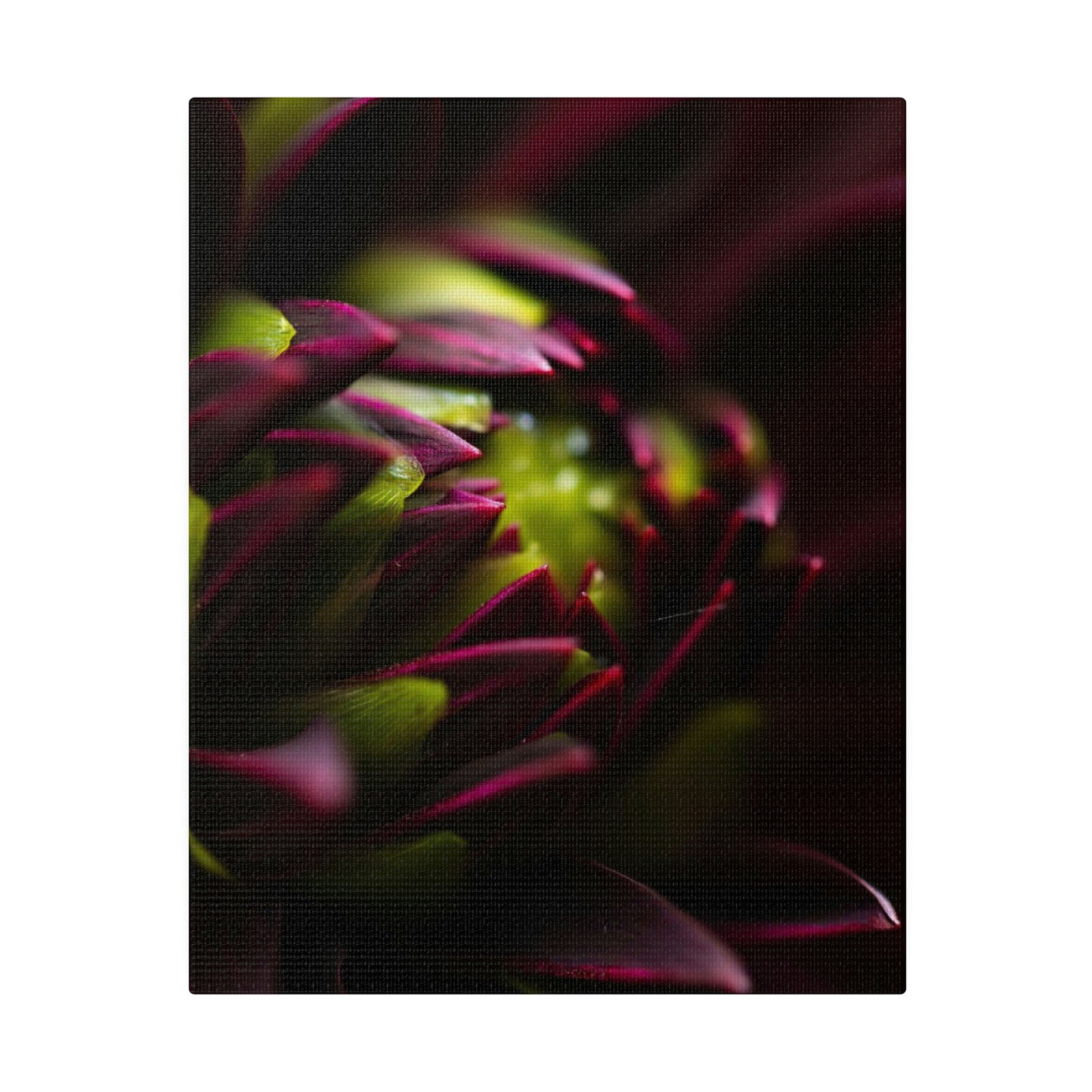 Purple Dahlia on Matte Canvas, Stretched, 0.75"