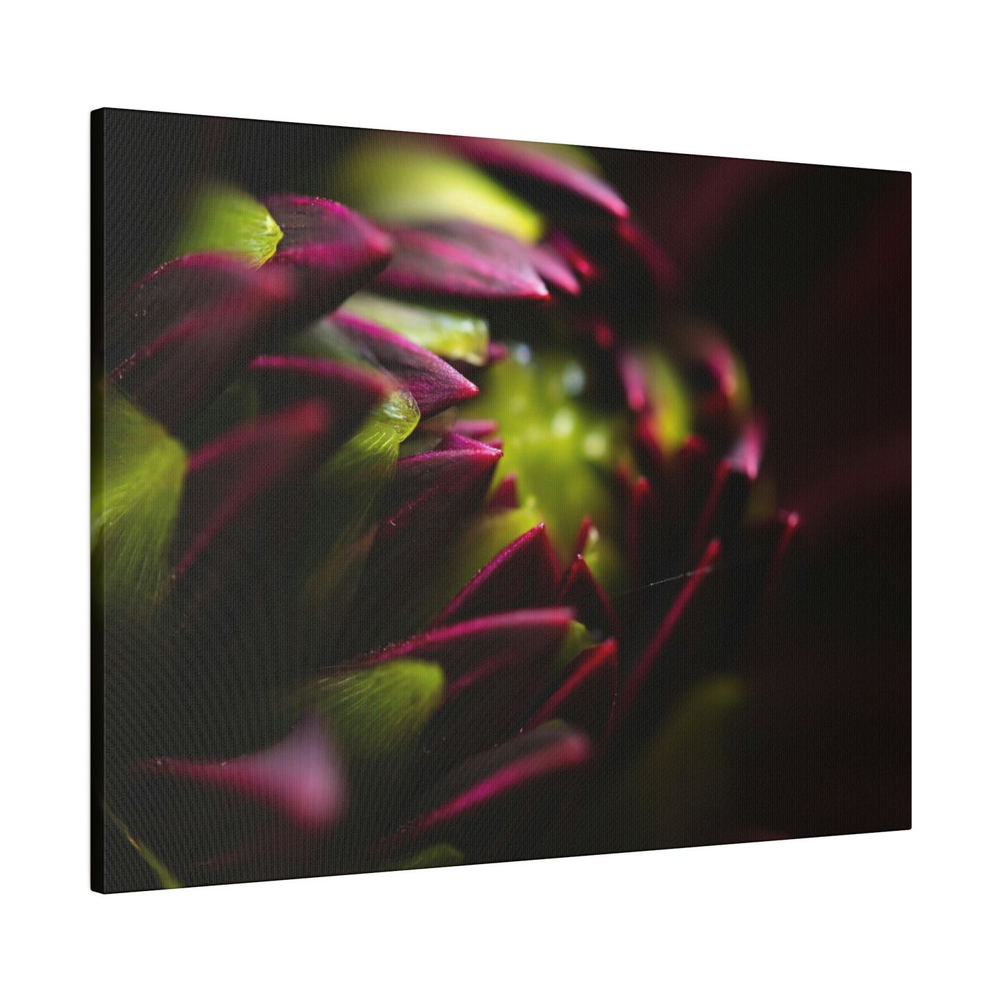 Purple Dahlia on Matte Canvas, Stretched, 0.75"