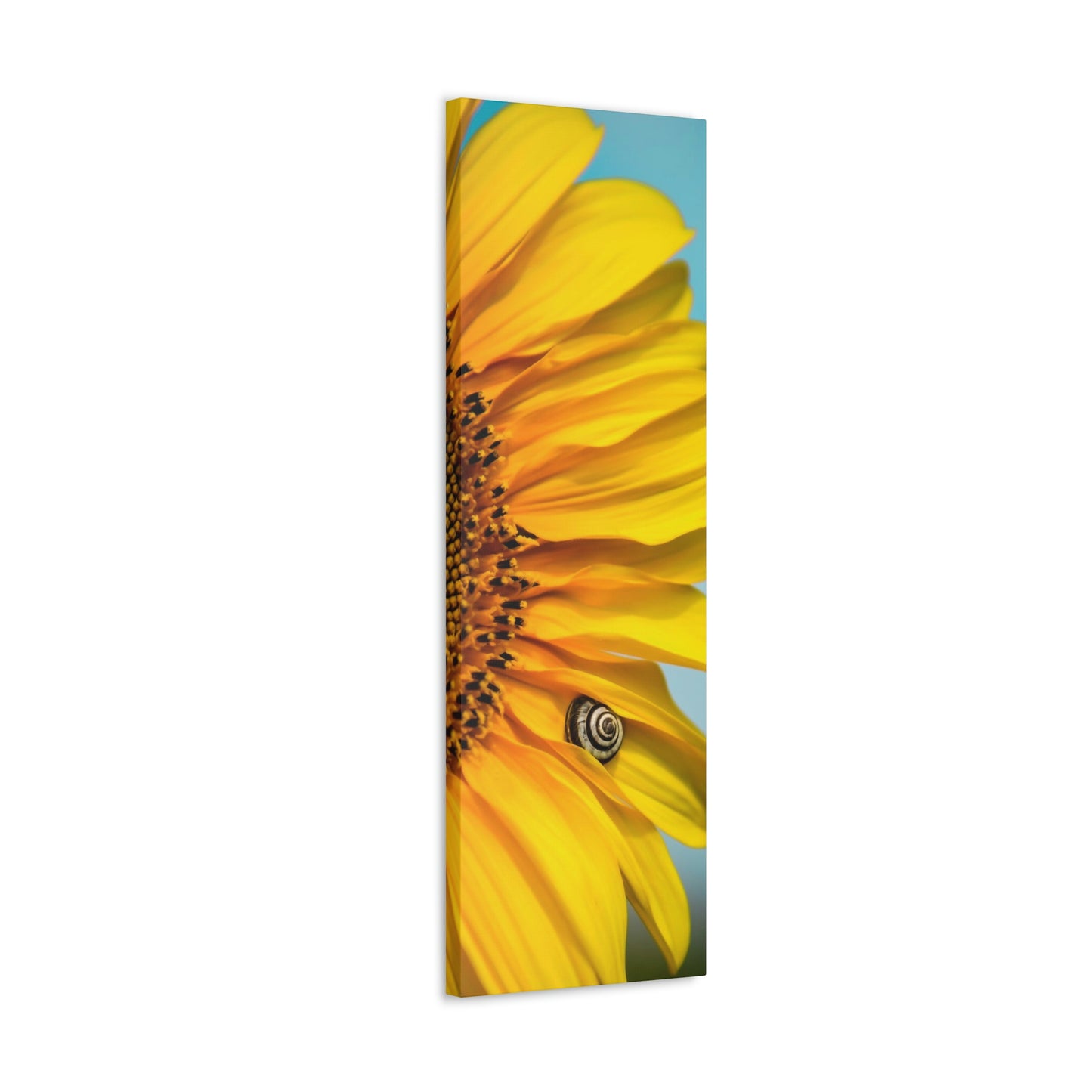Sunflower Snails
