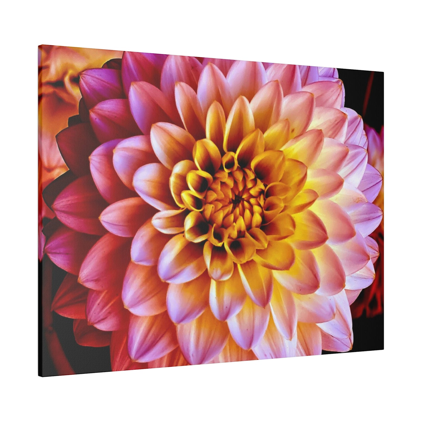 Colorful Dahlia on Matte Canvas, Stretched, 0.75"