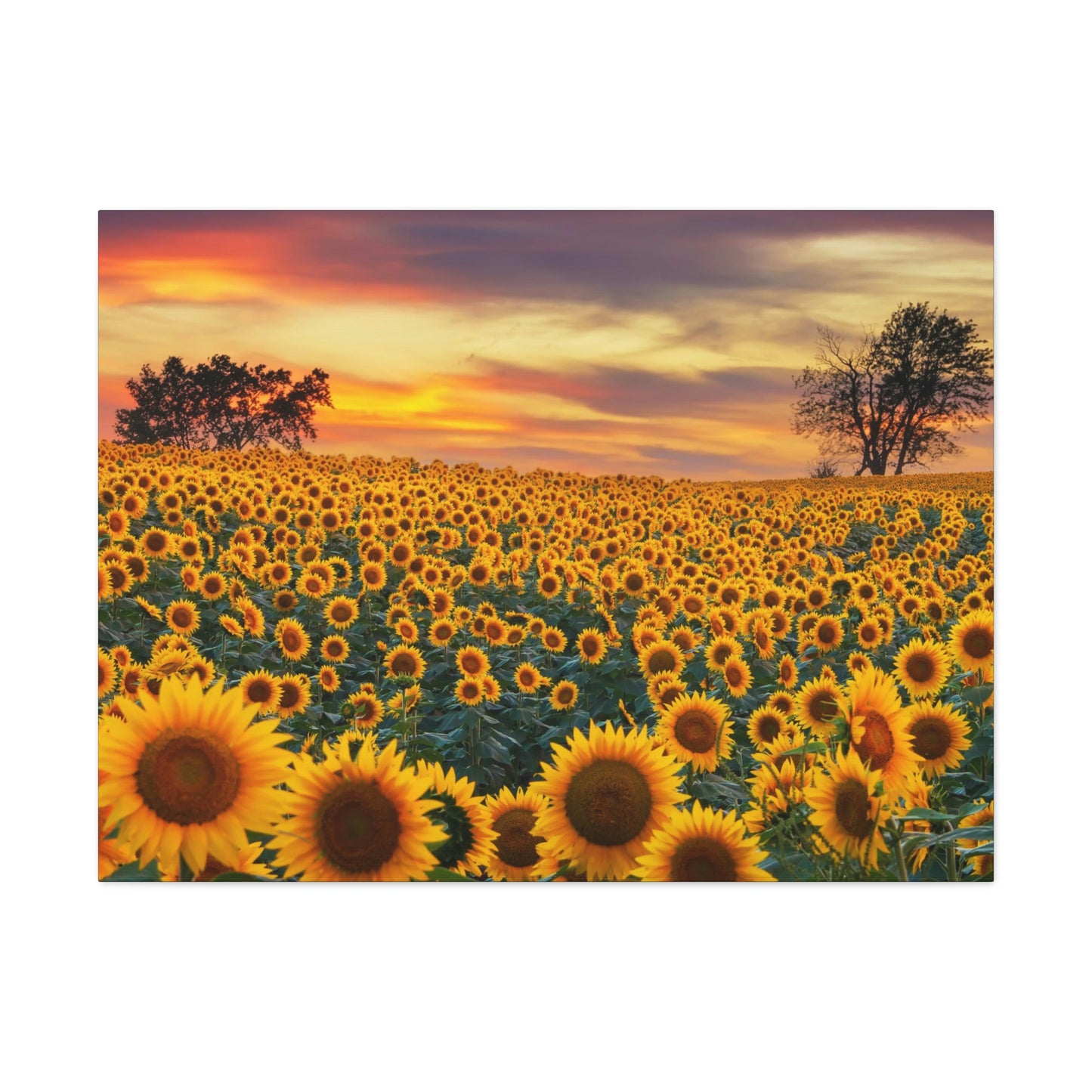 Sunflower Sunset