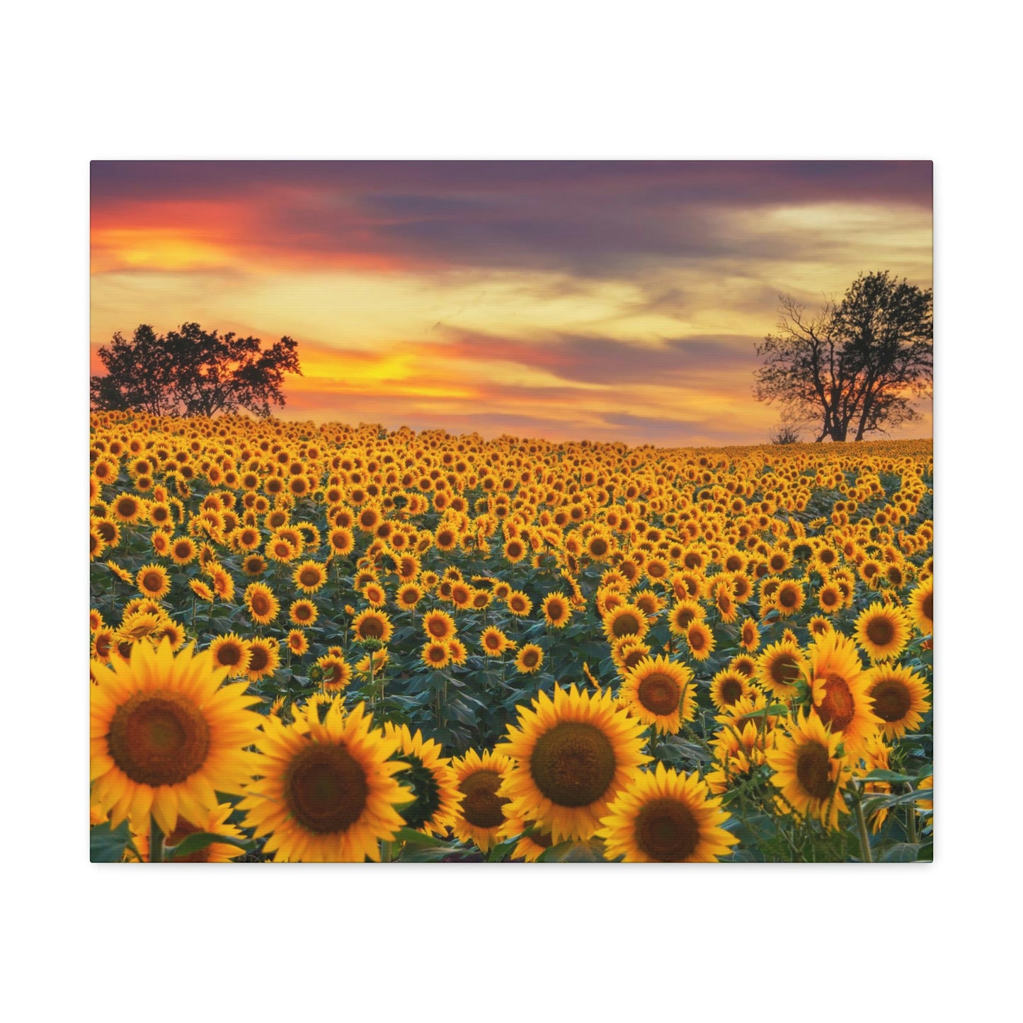 Sunflower Sunset