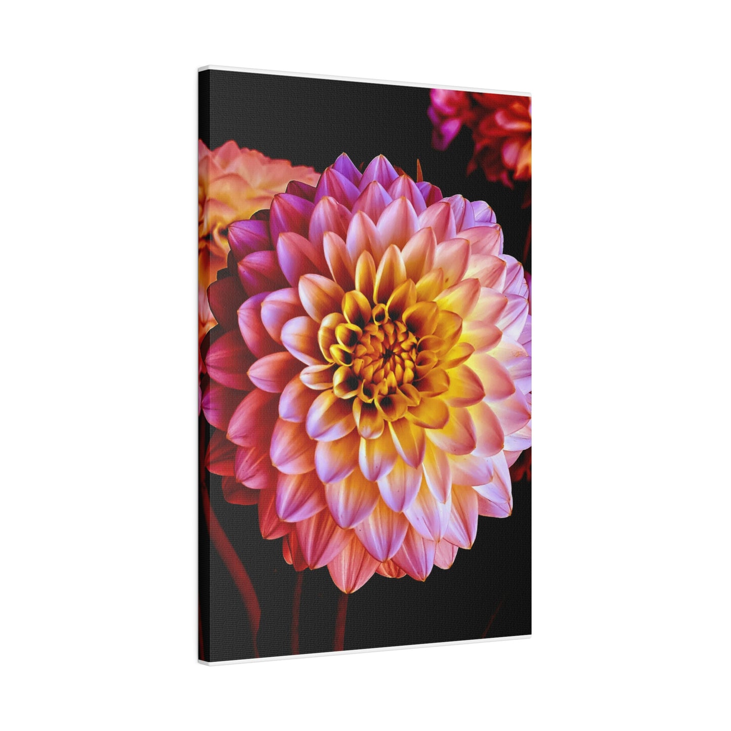 Colorful Dahlia on Matte Canvas, Stretched, 0.75"