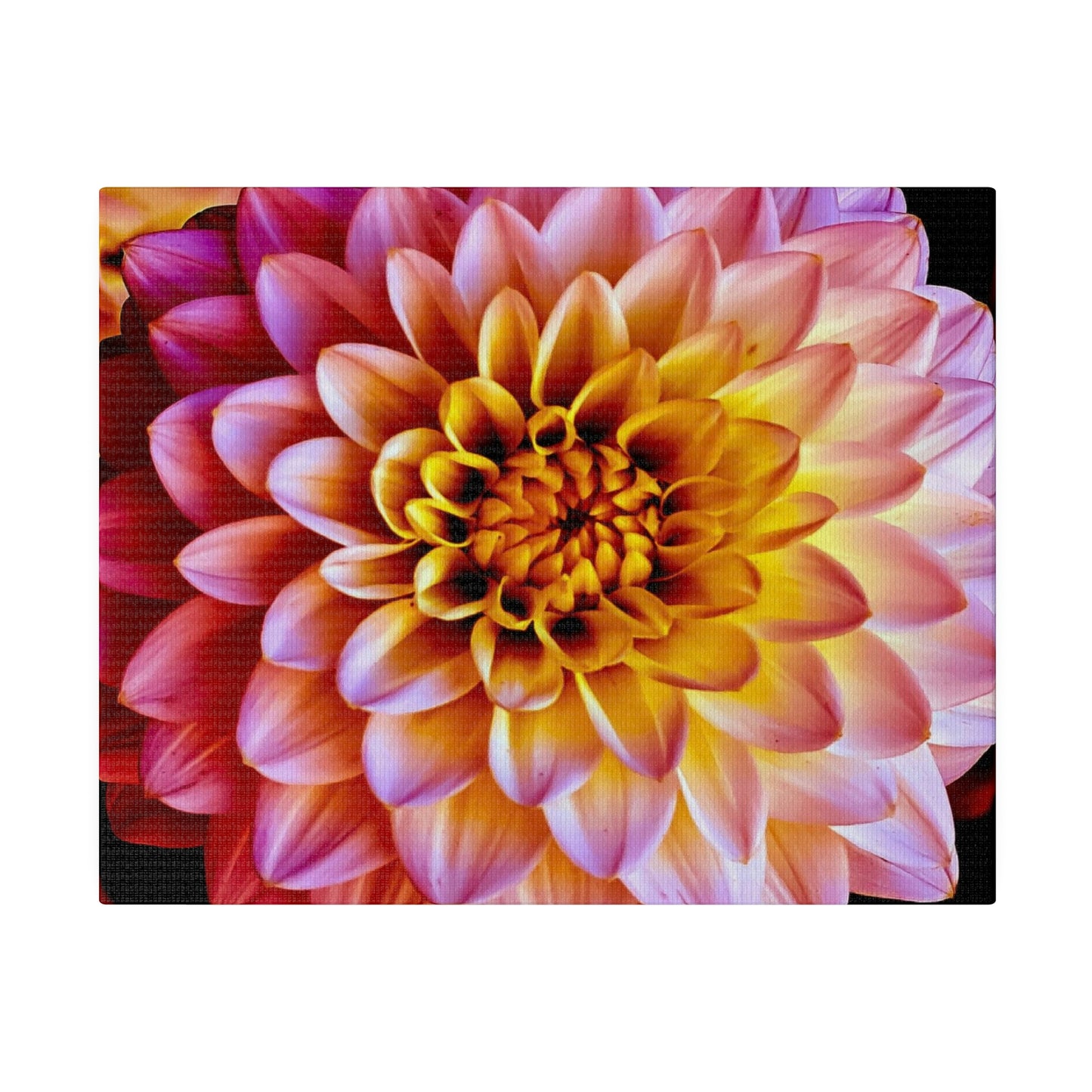 Colorful Dahlia on Matte Canvas, Stretched, 0.75"