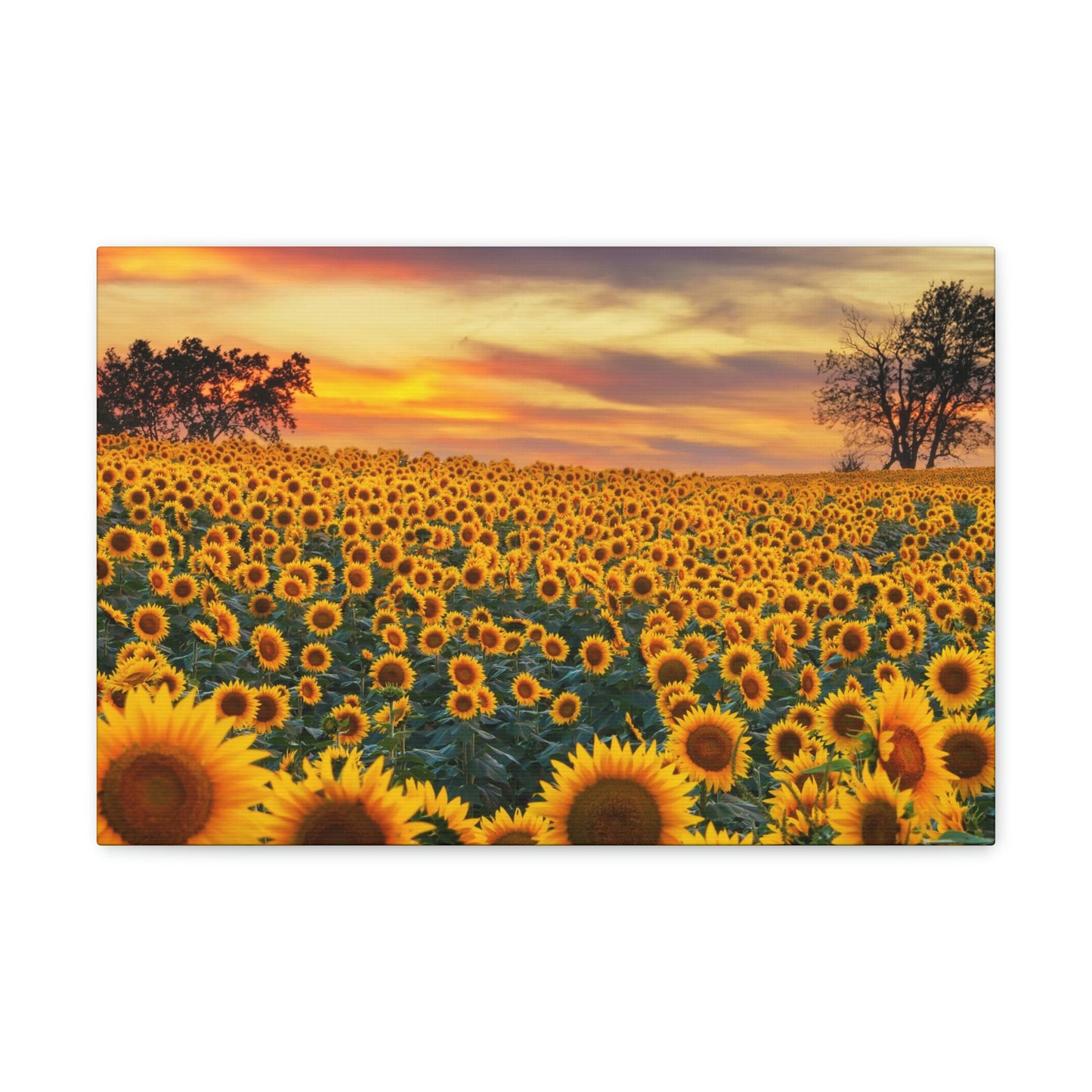 Sunflower Sunset