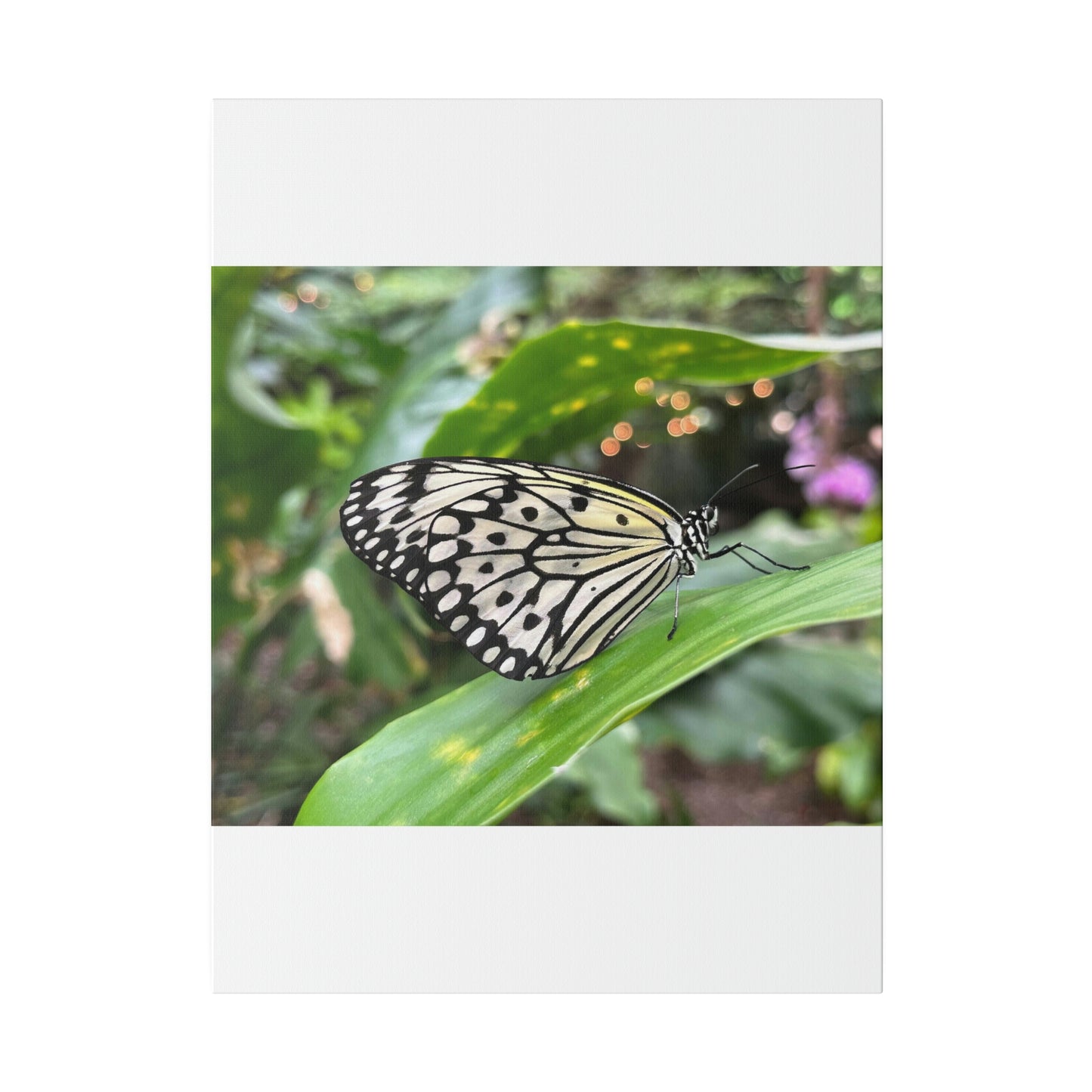 Black and White Butterfly on Matte Canvas, Stretched, 0.75"