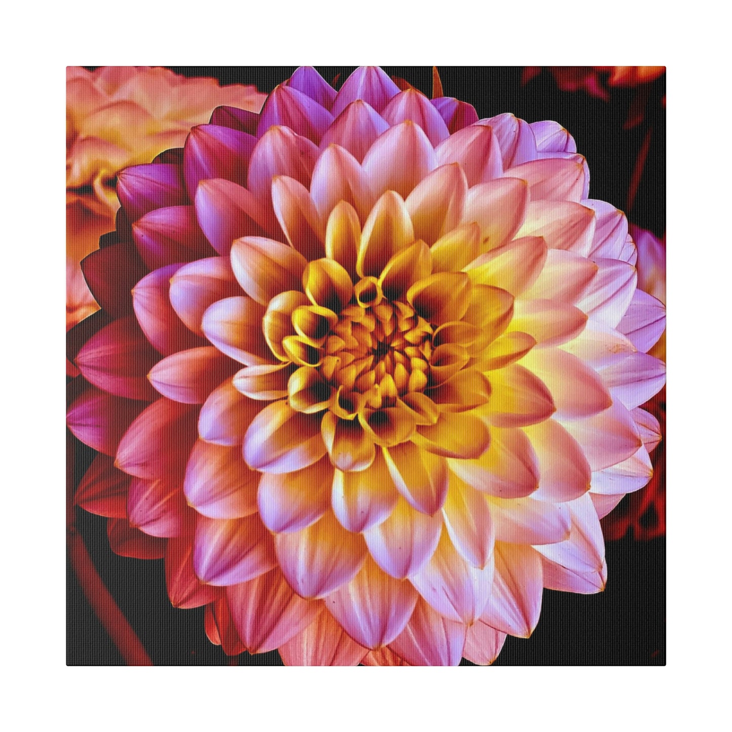 Colorful Dahlia on Matte Canvas, Stretched, 0.75"