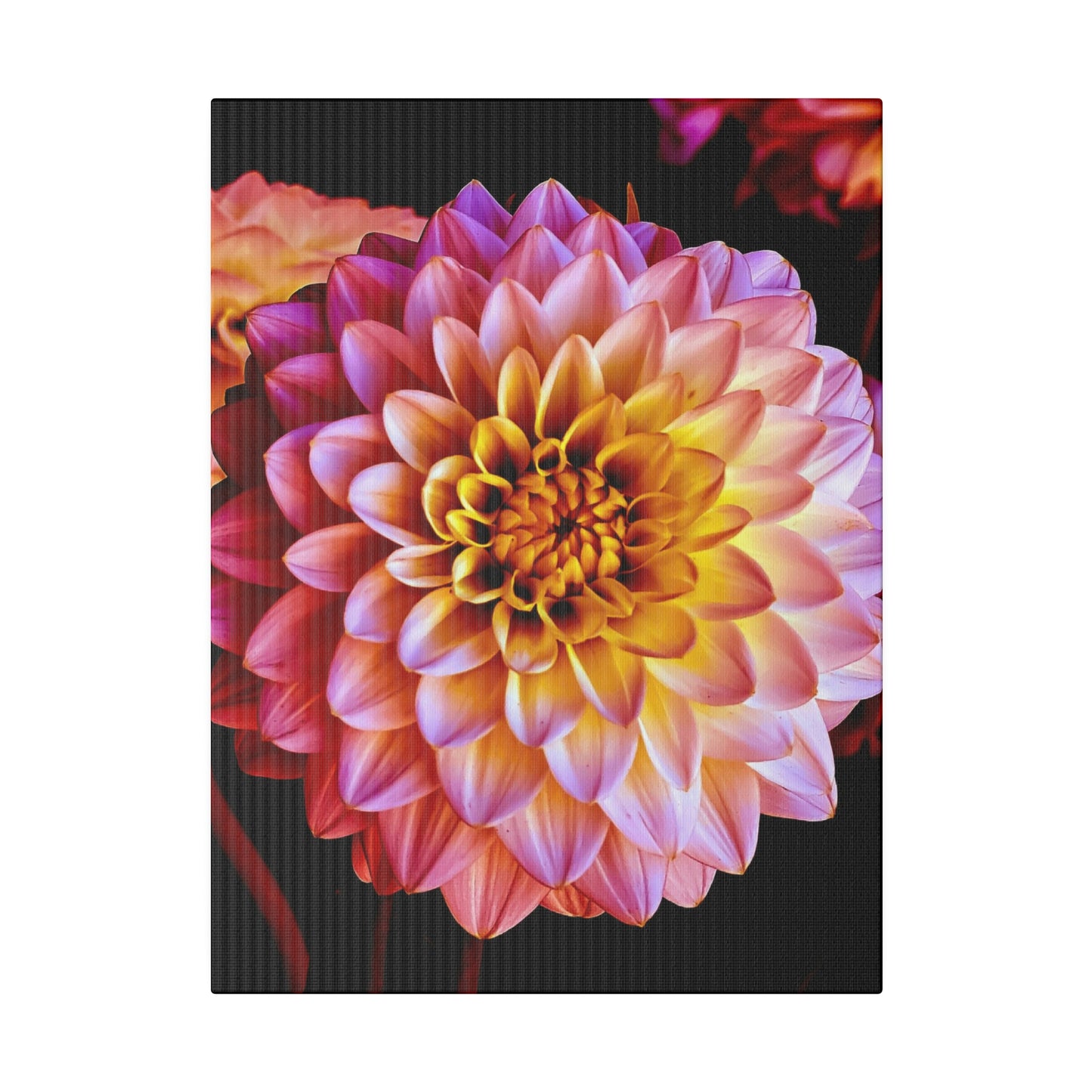 Colorful Dahlia on Matte Canvas, Stretched, 0.75"
