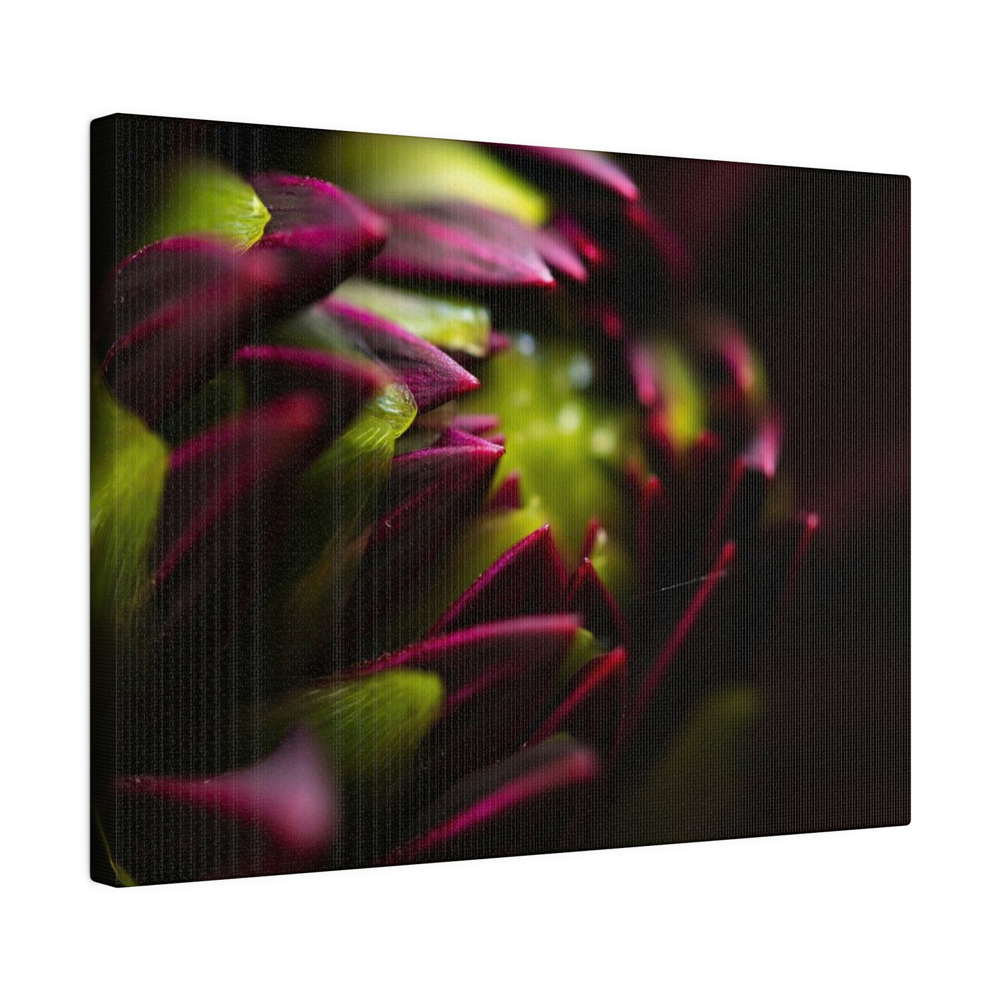 Purple Dahlia on Matte Canvas, Stretched, 0.75"