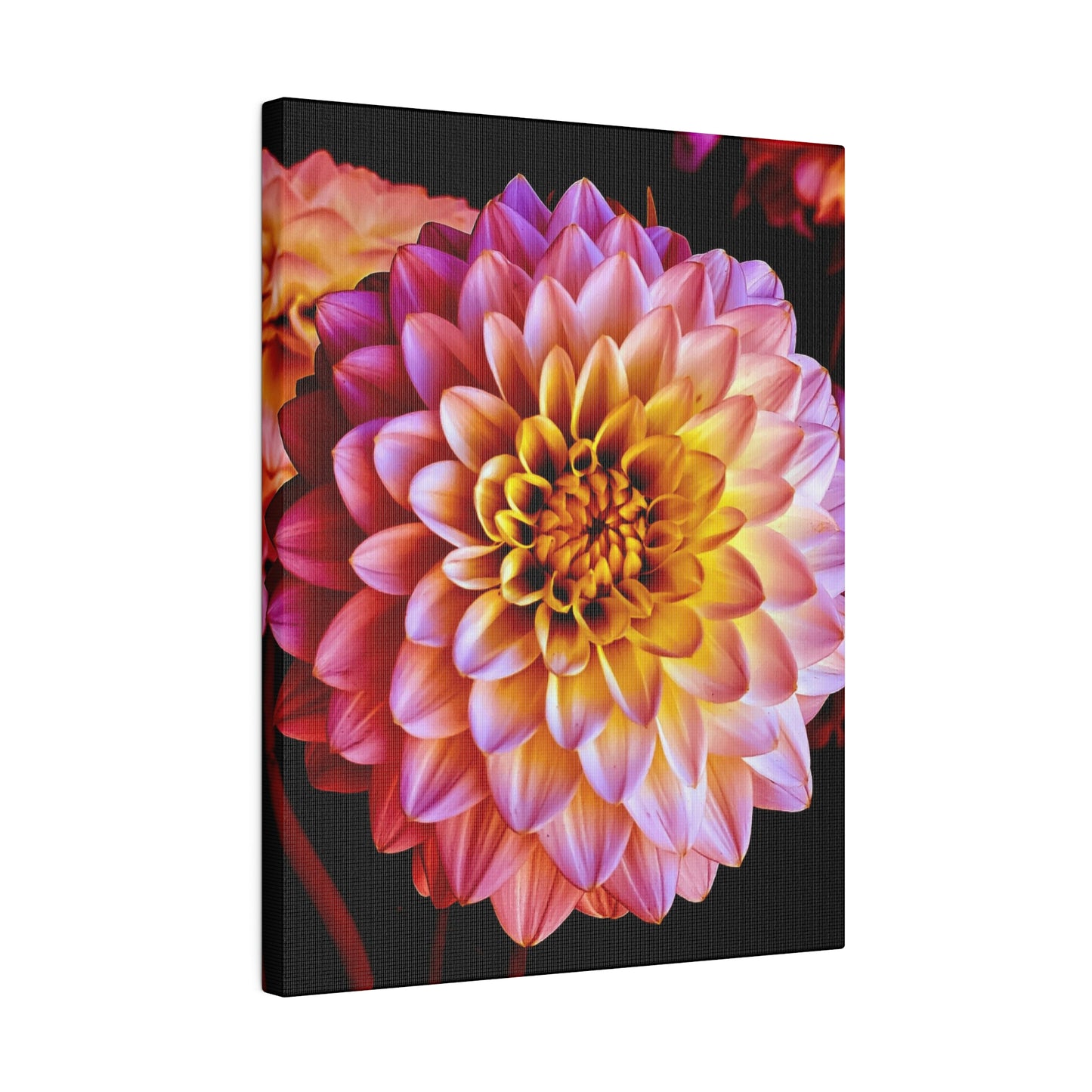 Colorful Dahlia on Matte Canvas, Stretched, 0.75"