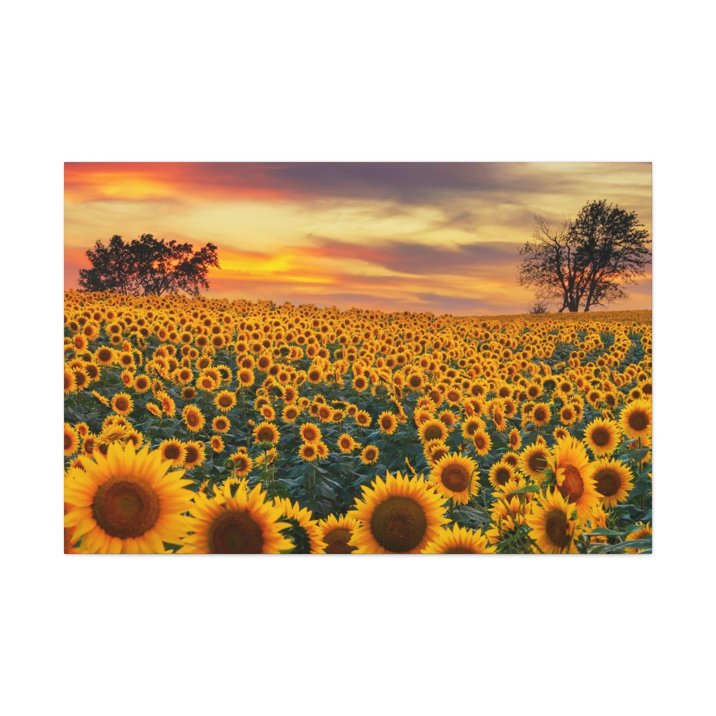 Sunflower Sunset