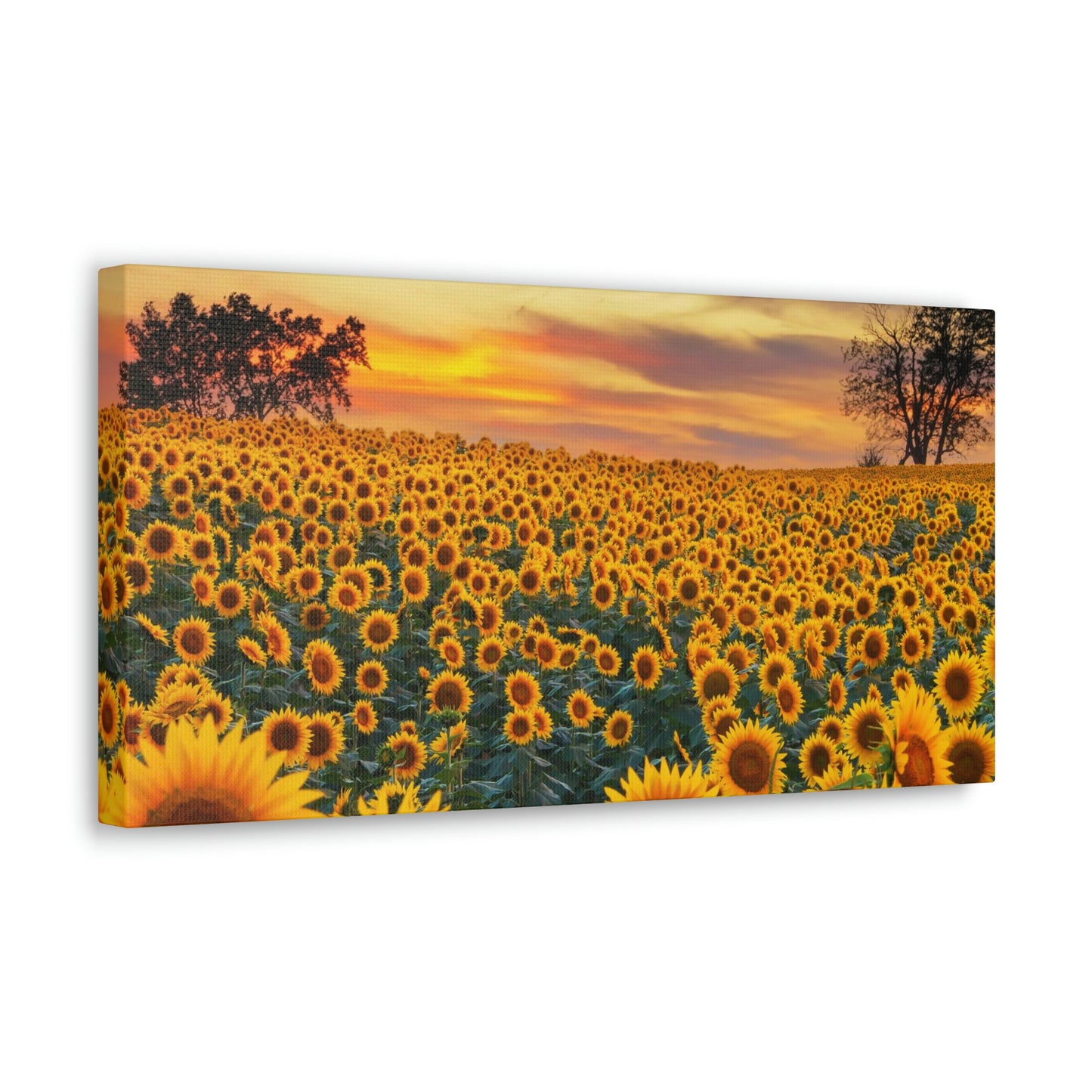 Sunflower Sunset