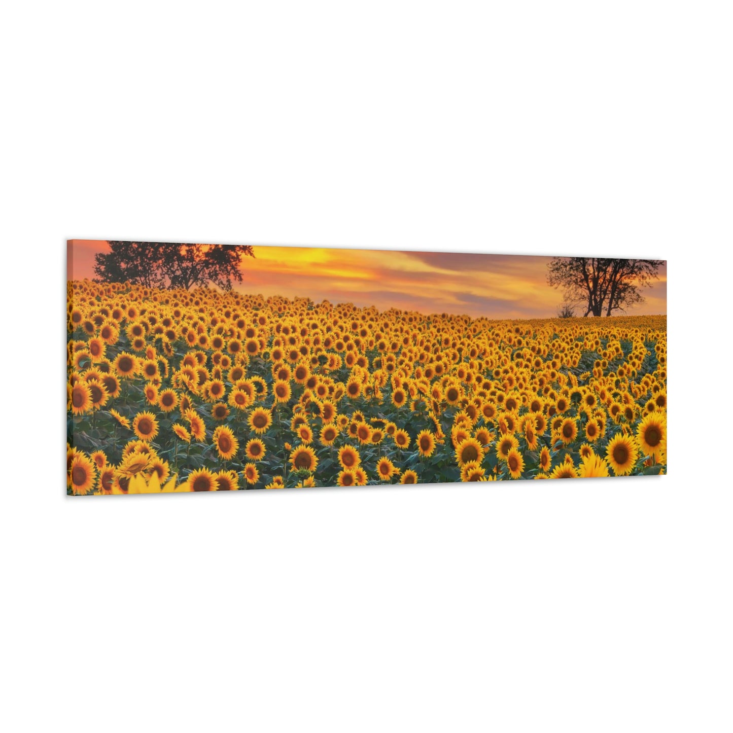 Sunflower Sunset