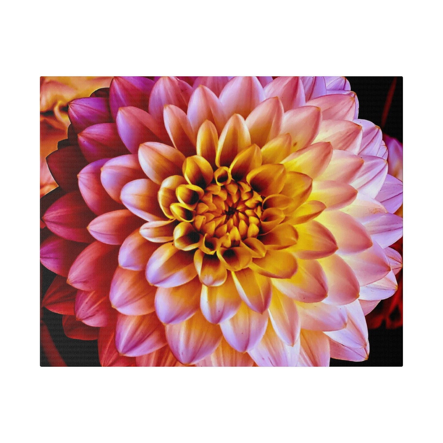 Colorful Dahlia on Matte Canvas, Stretched, 0.75"