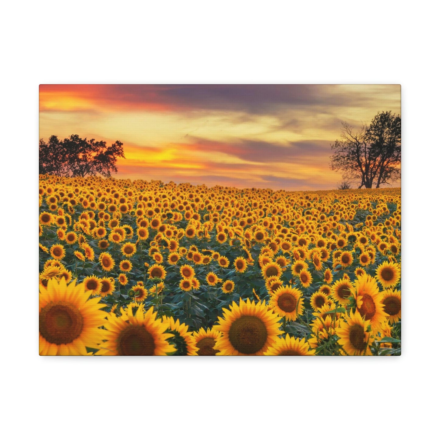 Sunflower Sunset