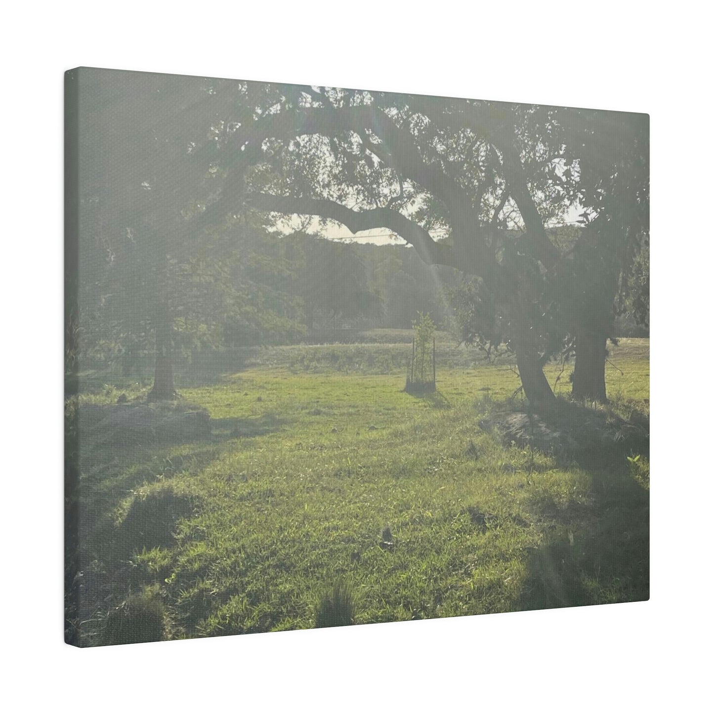 Hill Country Paradise on Matte Canvas, Stretched, 0.75"