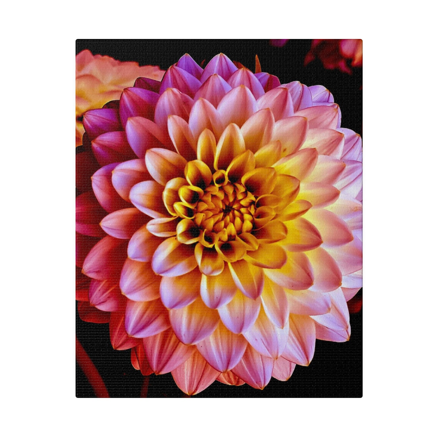 Colorful Dahlia on Matte Canvas, Stretched, 0.75"