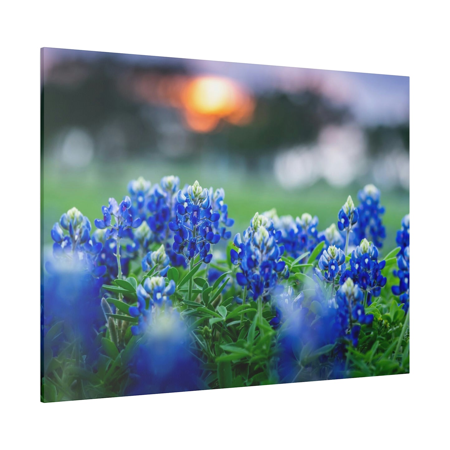 Blue Bonnets on matte Canvas, Stretched, 0.75"