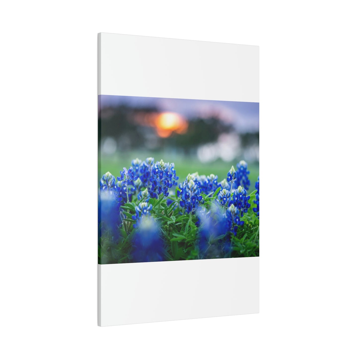 Blue Bonnets on matte Canvas, Stretched, 0.75"