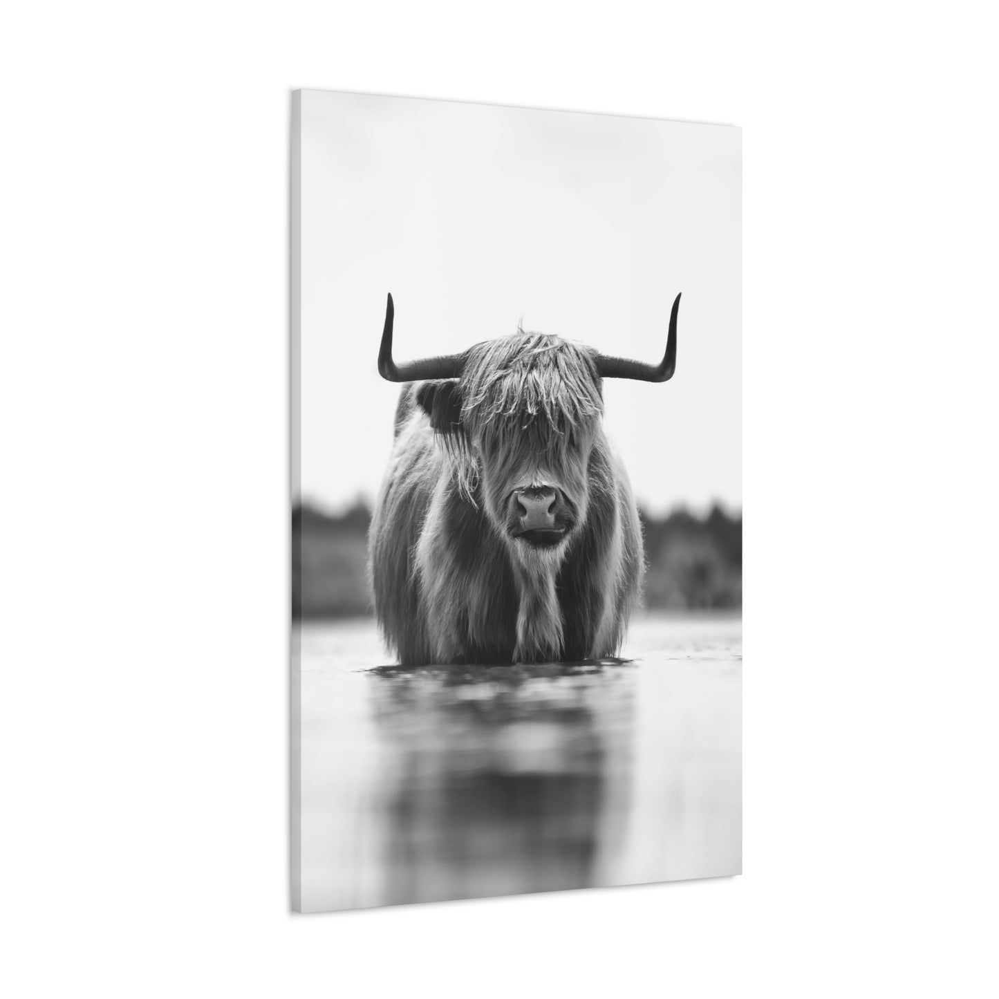 Highland Cow in water