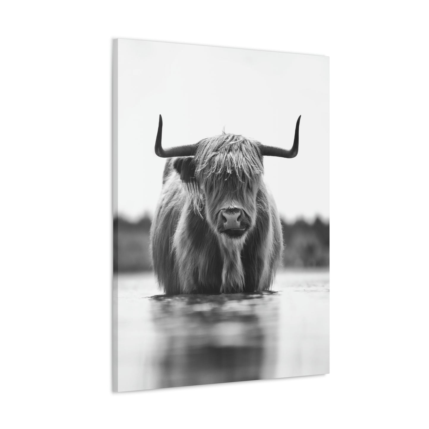 Highland Cow in water