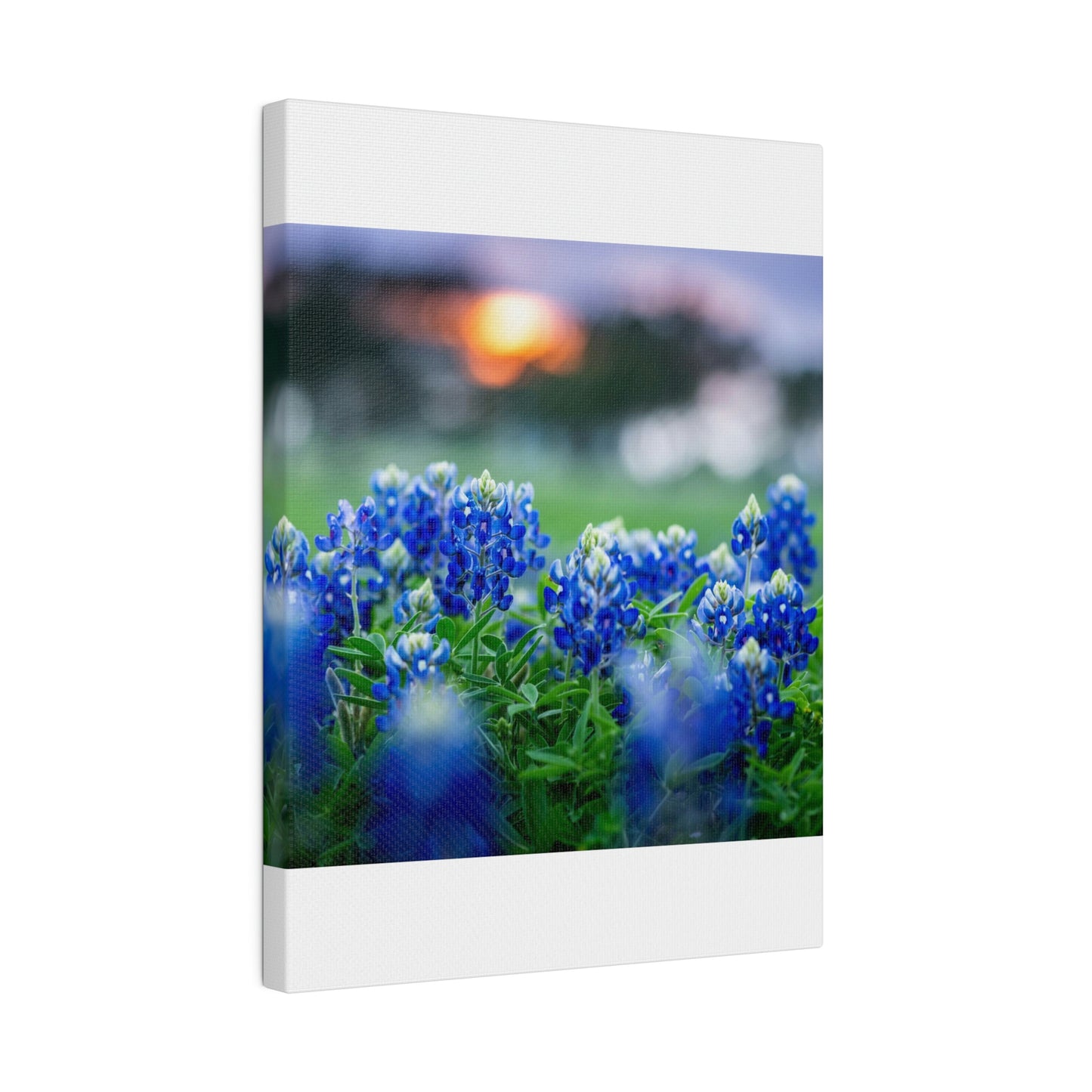 Blue Bonnets on matte Canvas, Stretched, 0.75"