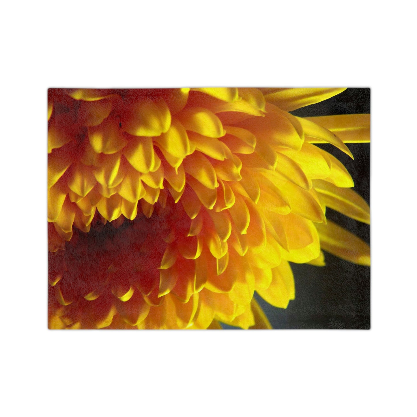 Yellow Dahlia Velveteen Minky Blanket