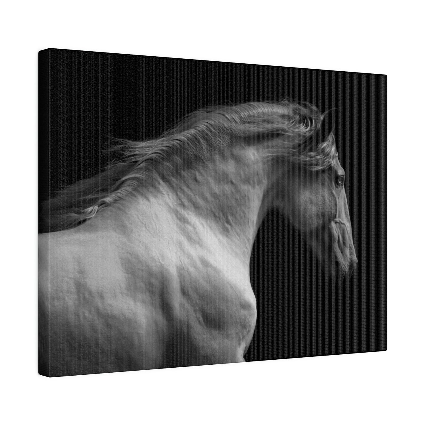 Black and White Horse on Matte Canvas, Stretched, 0.75"