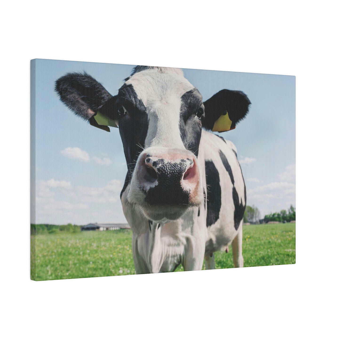 Black and White Cow, Matte Canvas, Stretched, 0.75"