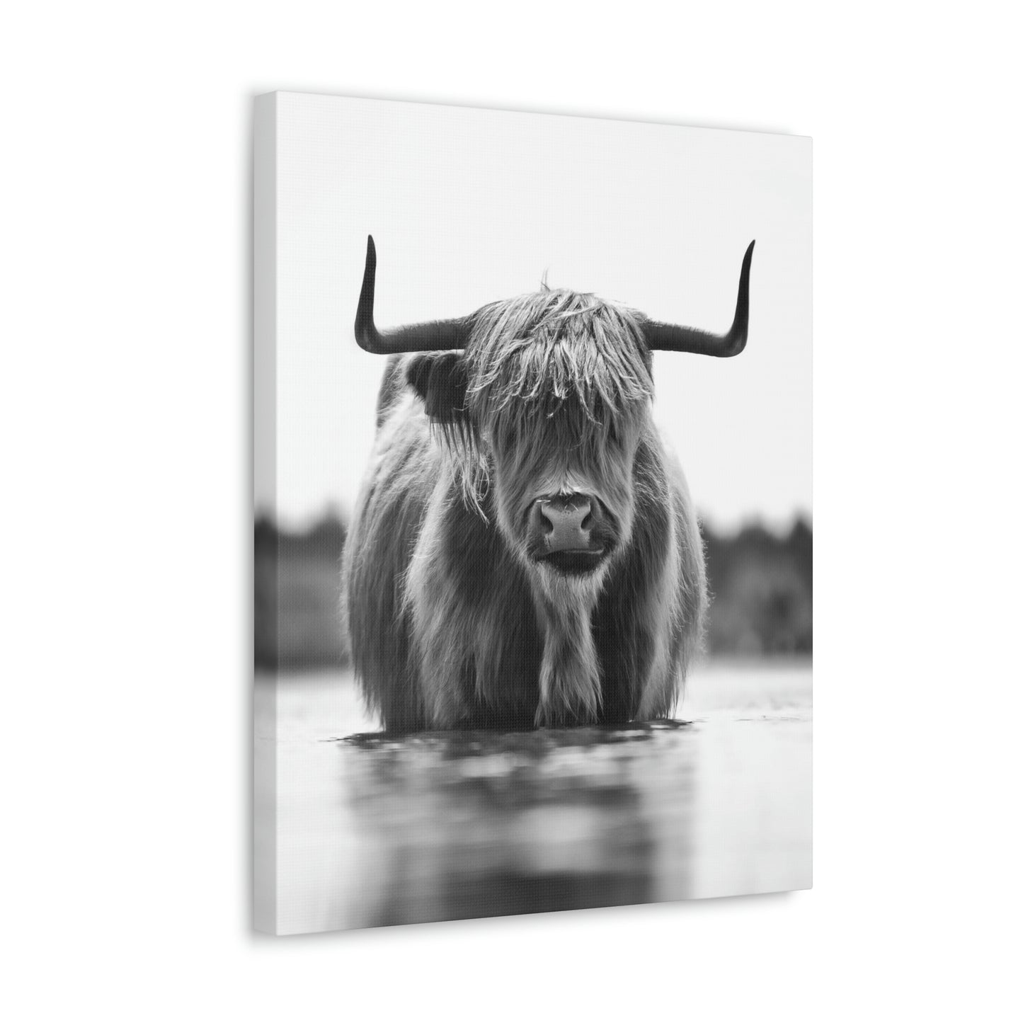 Highland Cow in water