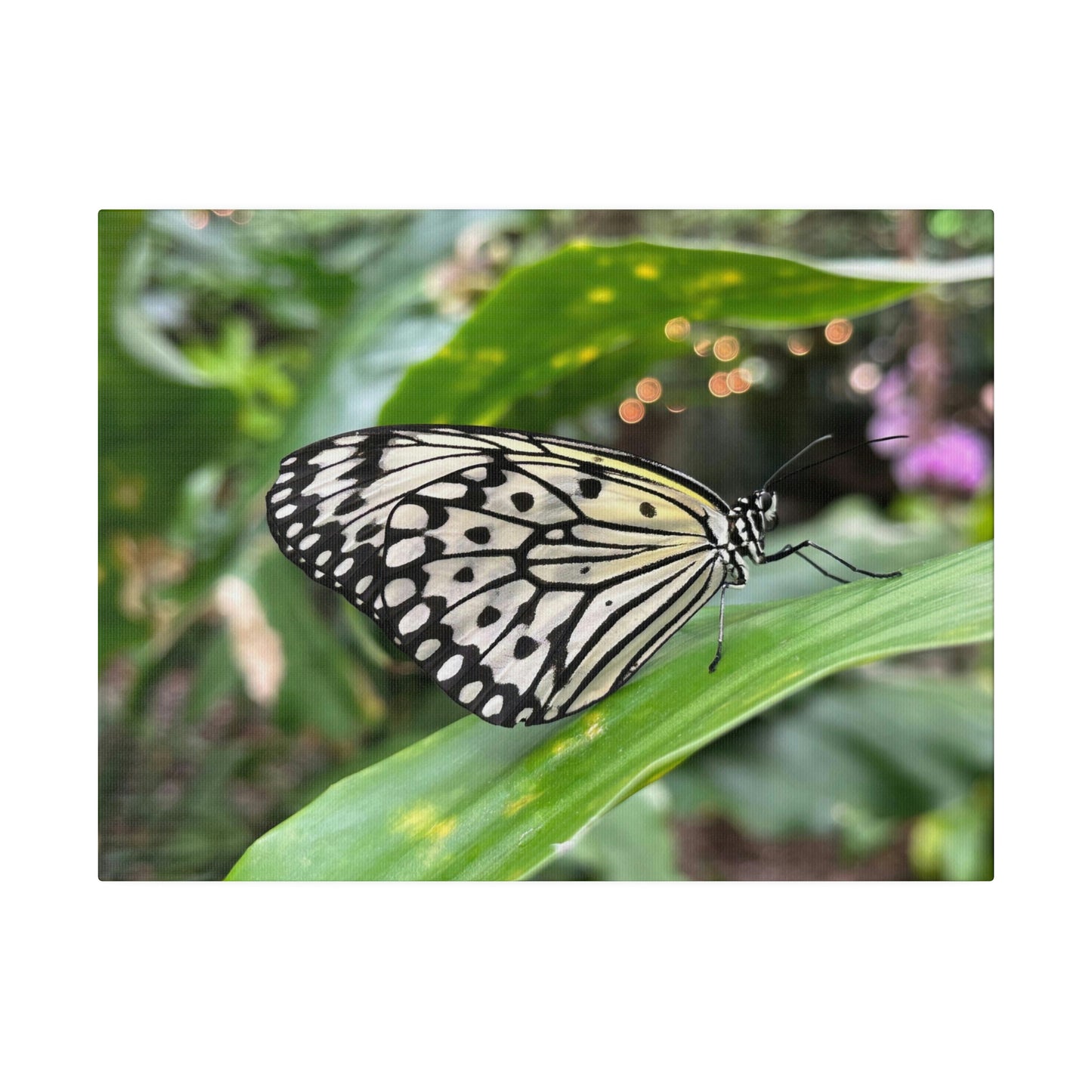 Black and White Butterfly on Matte Canvas, Stretched, 0.75"