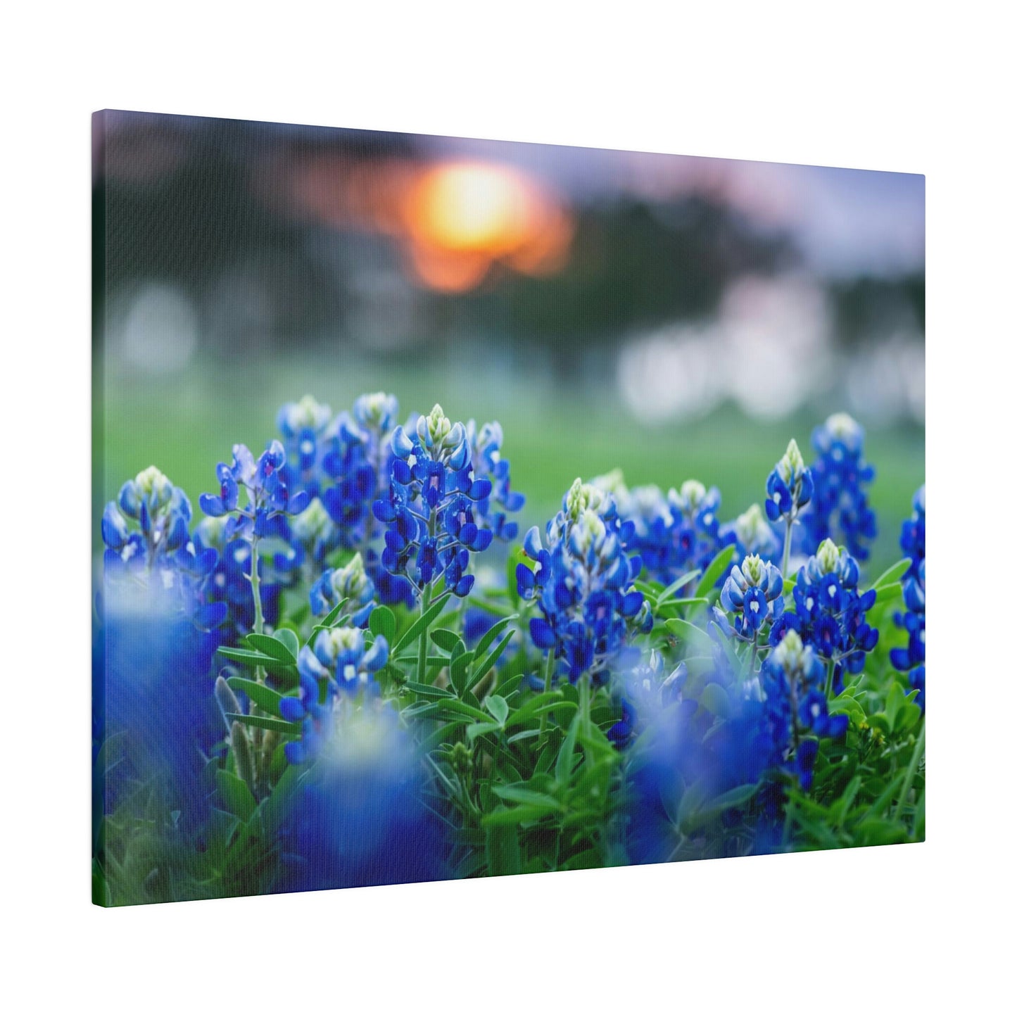 Blue Bonnets on matte Canvas, Stretched, 0.75"