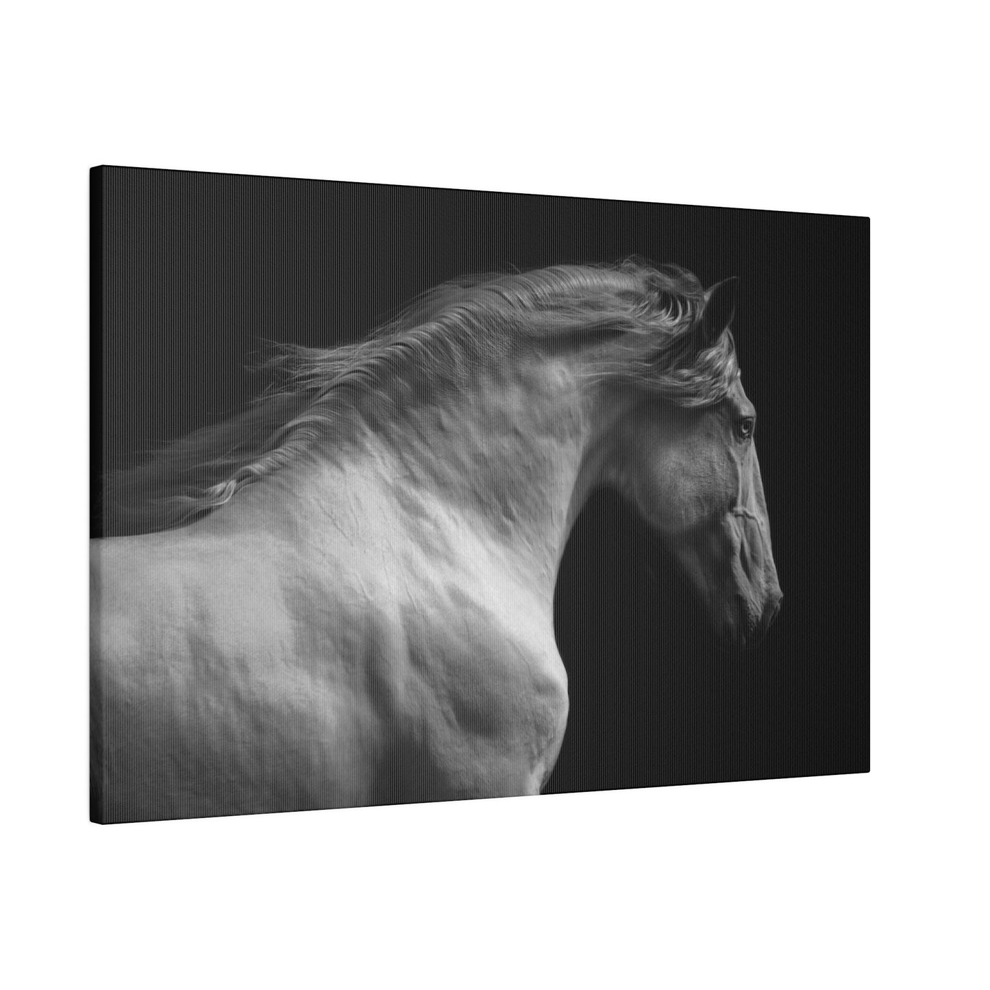 Black and White Horse on Matte Canvas, Stretched, 0.75"