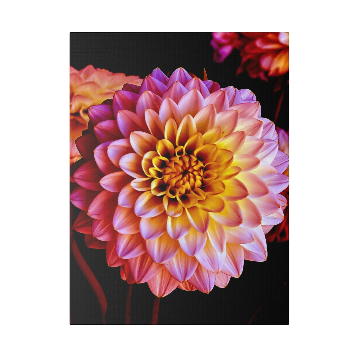 Colorful Dahlia on Matte Canvas, Stretched, 0.75"