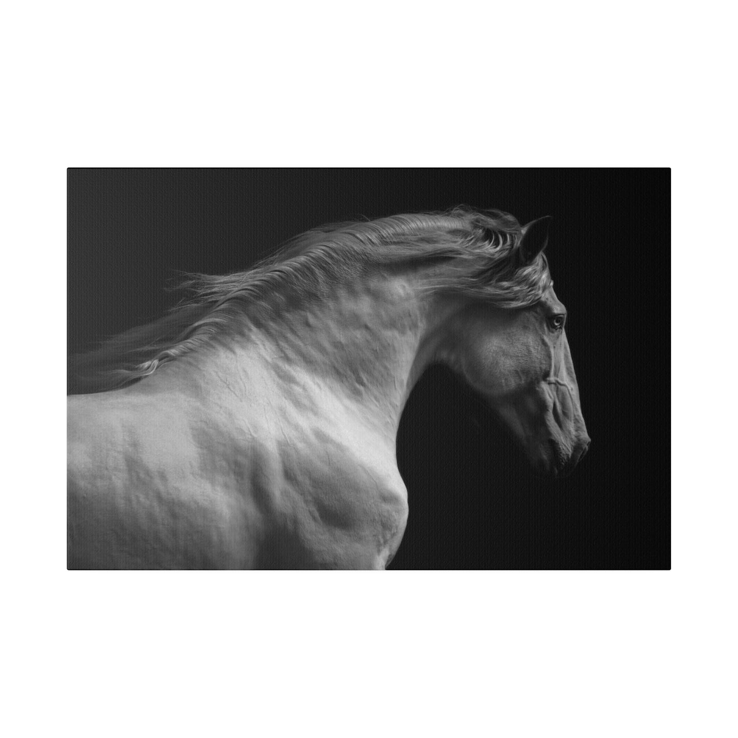 Black and White Horse on Matte Canvas, Stretched, 0.75"