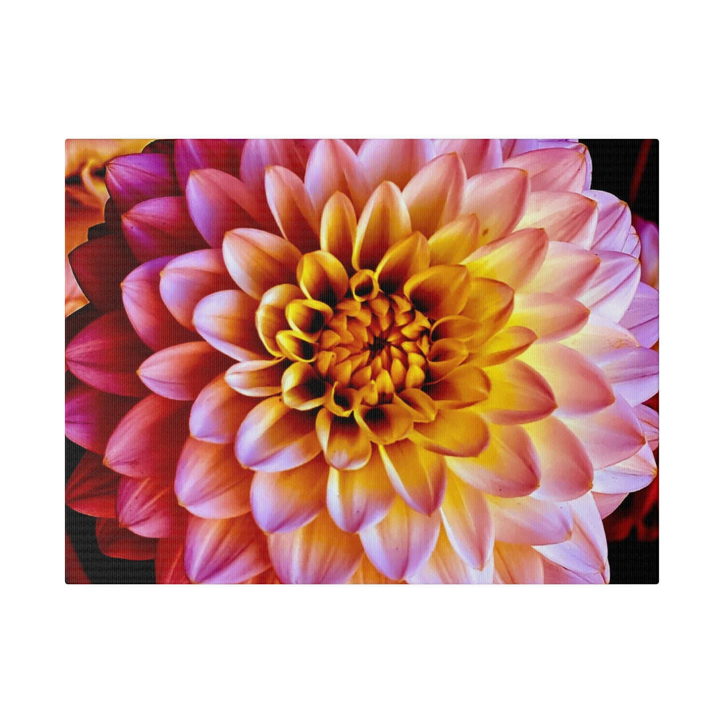 Colorful Dahlia on Matte Canvas, Stretched, 0.75"