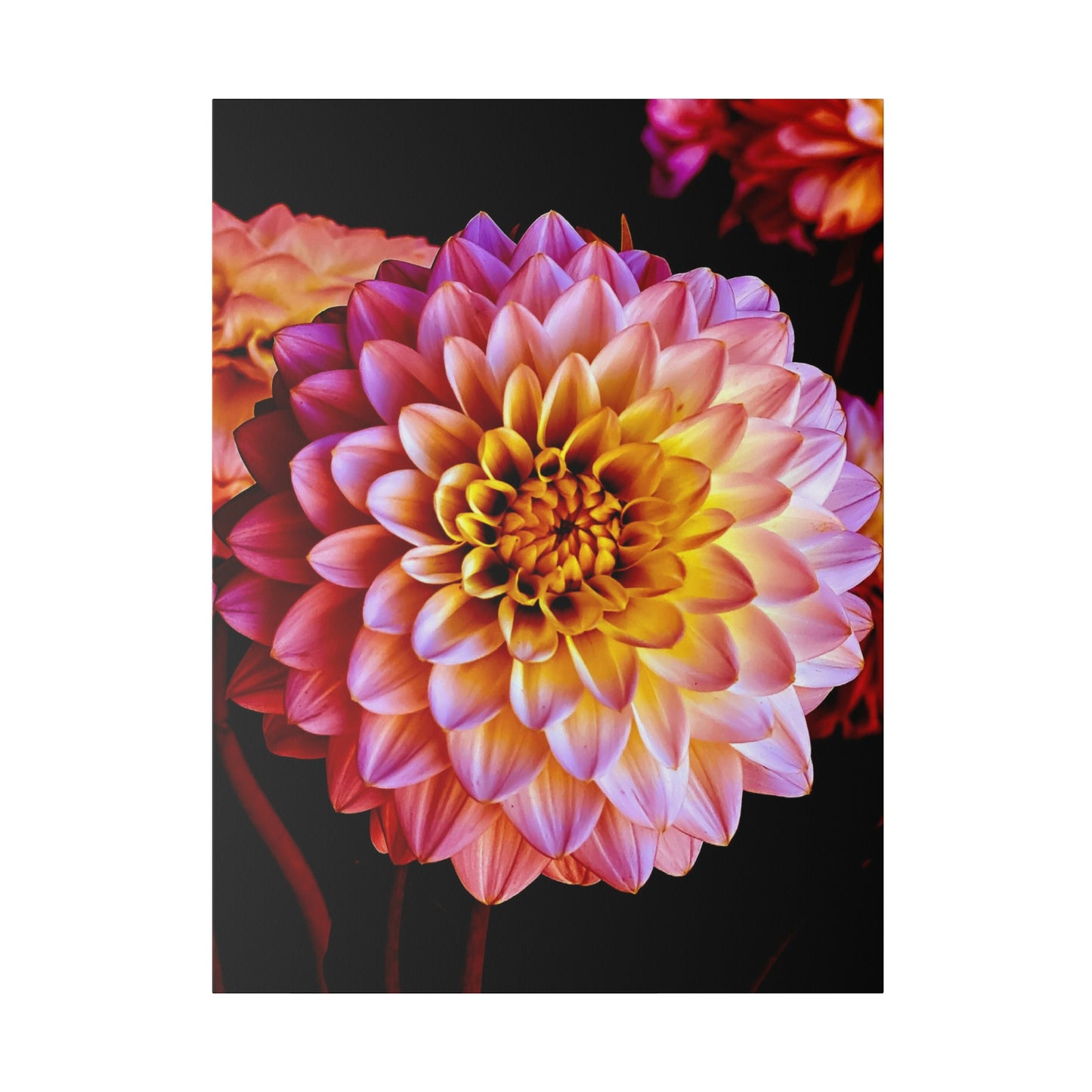 Colorful Dahlia on Matte Canvas, Stretched, 0.75"