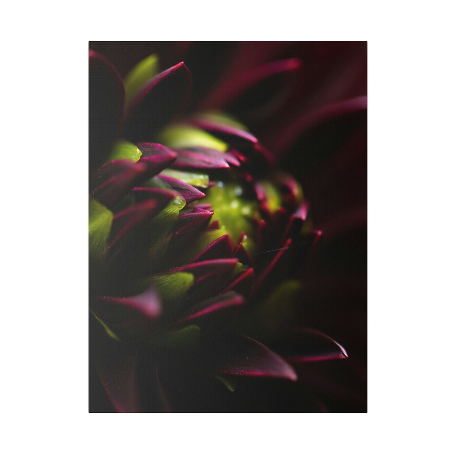 Purple Dahlia on Matte Canvas, Stretched, 0.75"