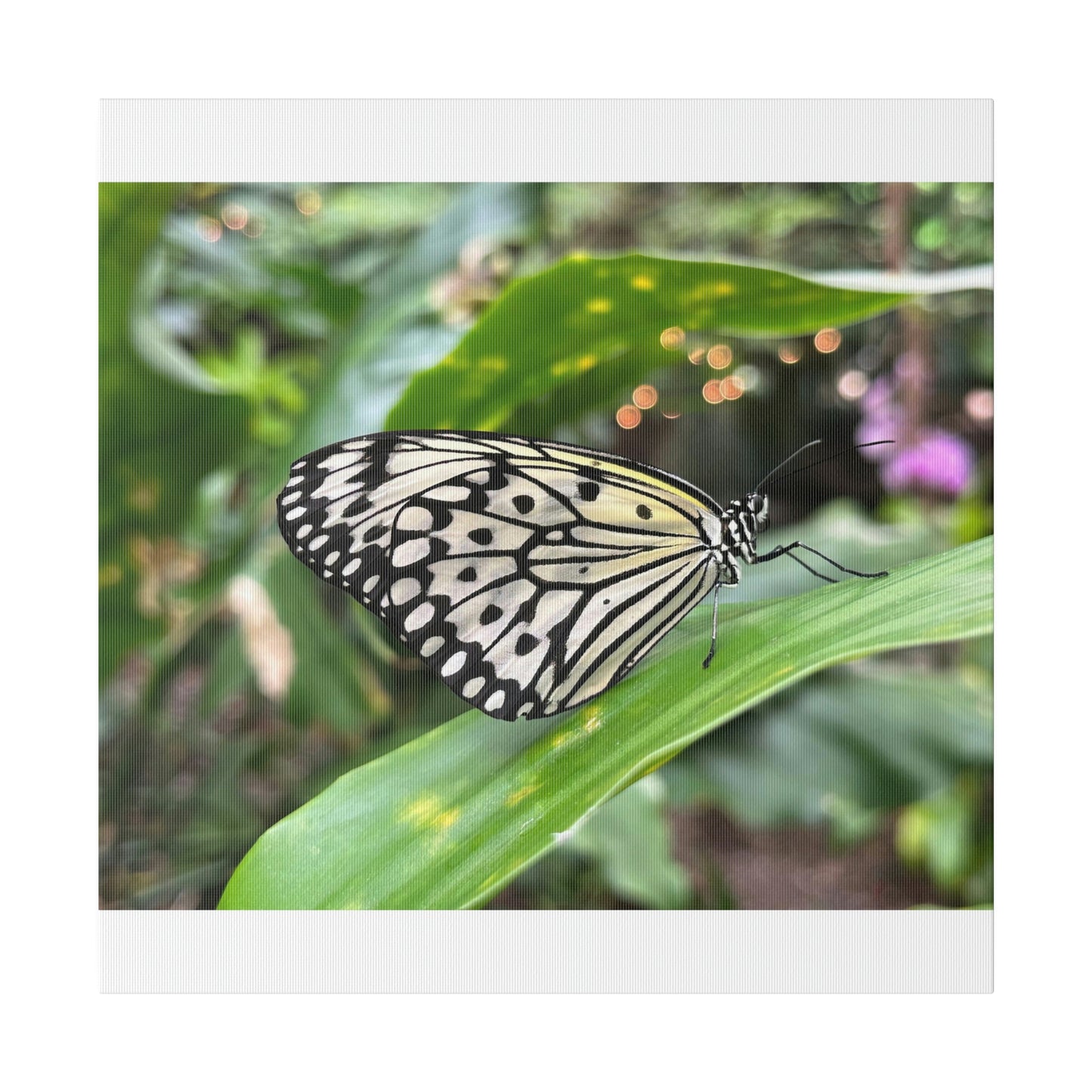 Black and White Butterfly on Matte Canvas, Stretched, 0.75"