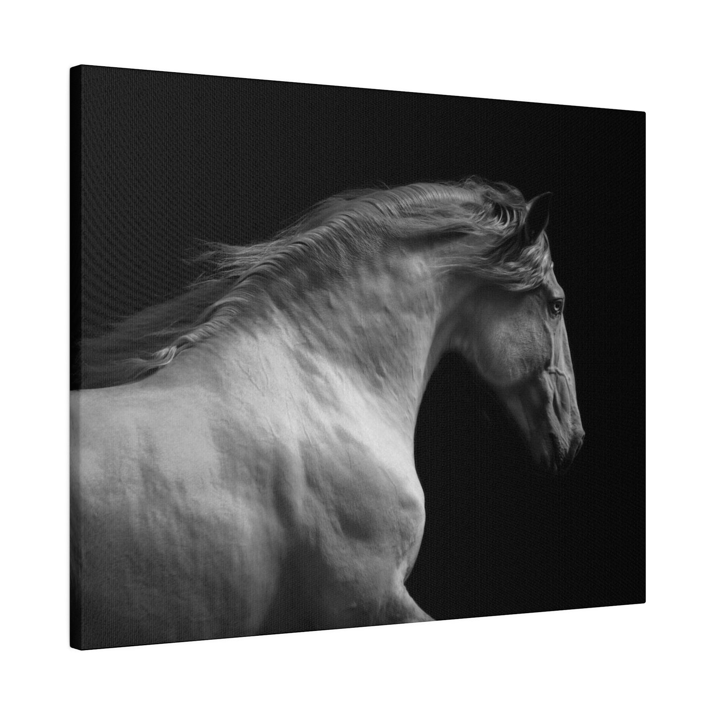 Black and White Horse on Matte Canvas, Stretched, 0.75"