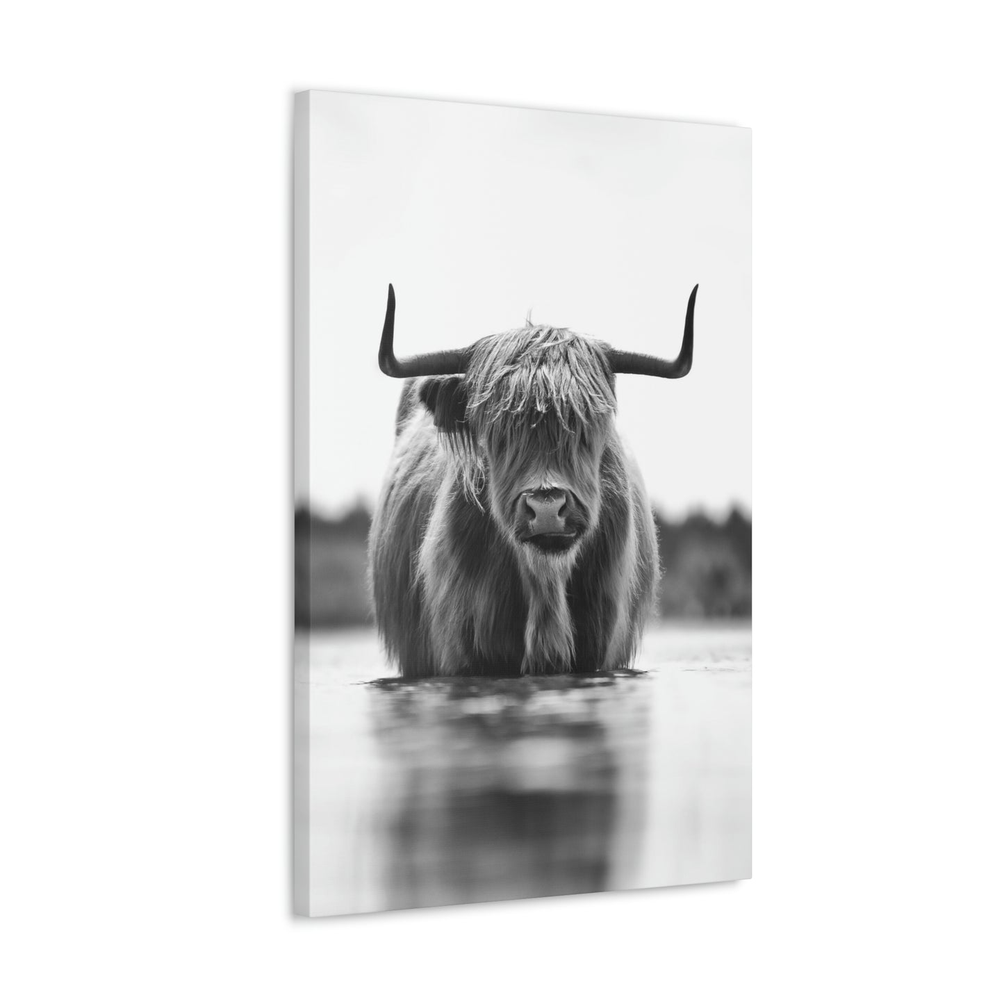 Highland Cow in water