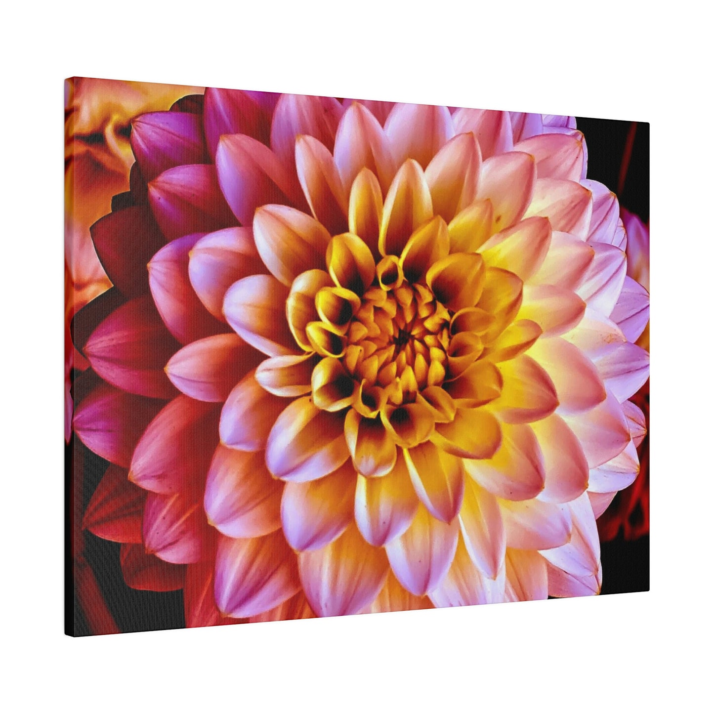 Colorful Dahlia on Matte Canvas, Stretched, 0.75"